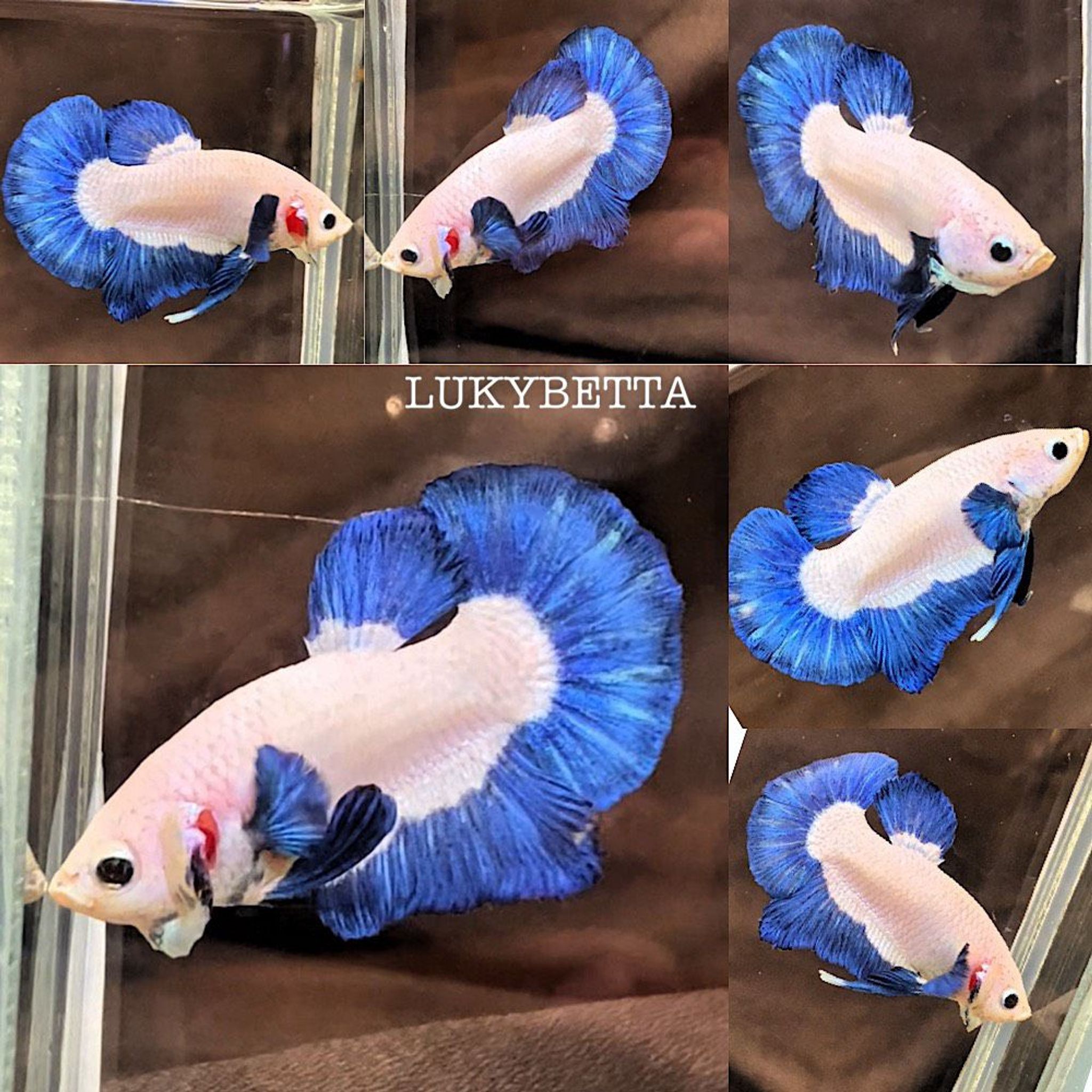 💙 BLUERIM BIG COLOUR 💙