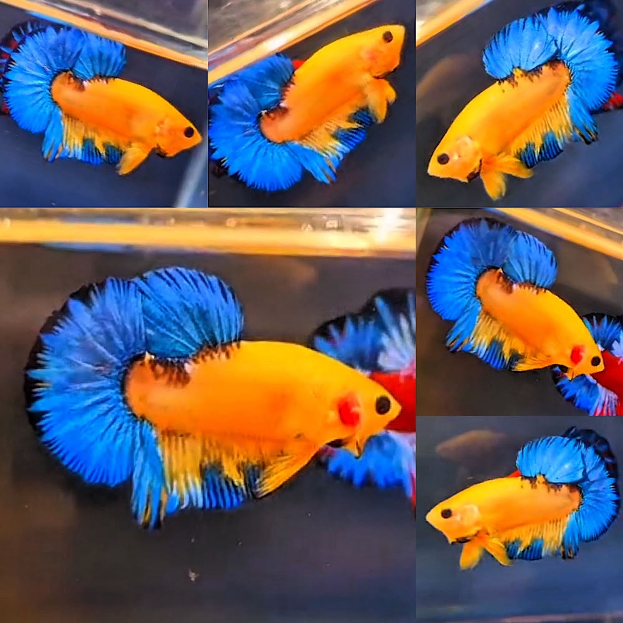 💙🌟 YELLOW HELLBOY 🌟💙