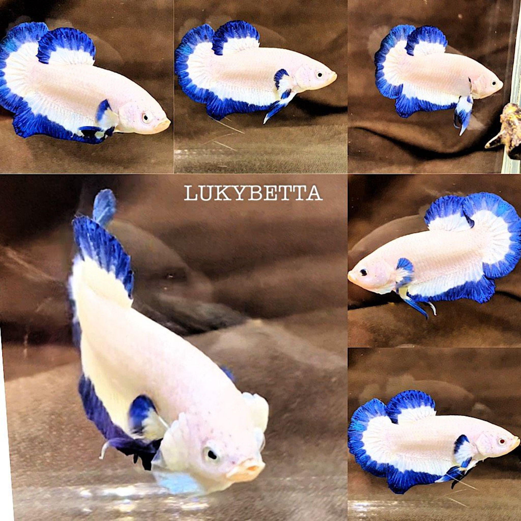 💙🥇 BLUERIM BUTTERFLY 🥇💙