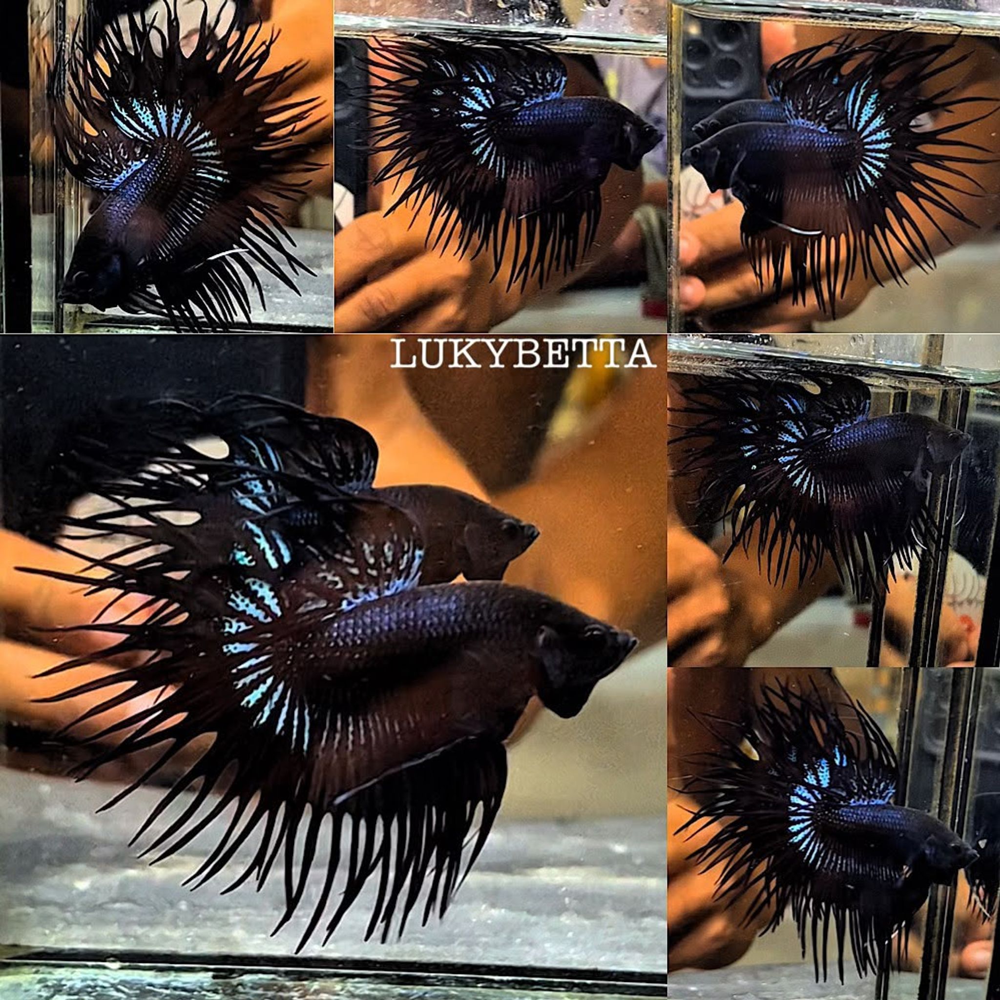 📌 CROWNTAILS 📌