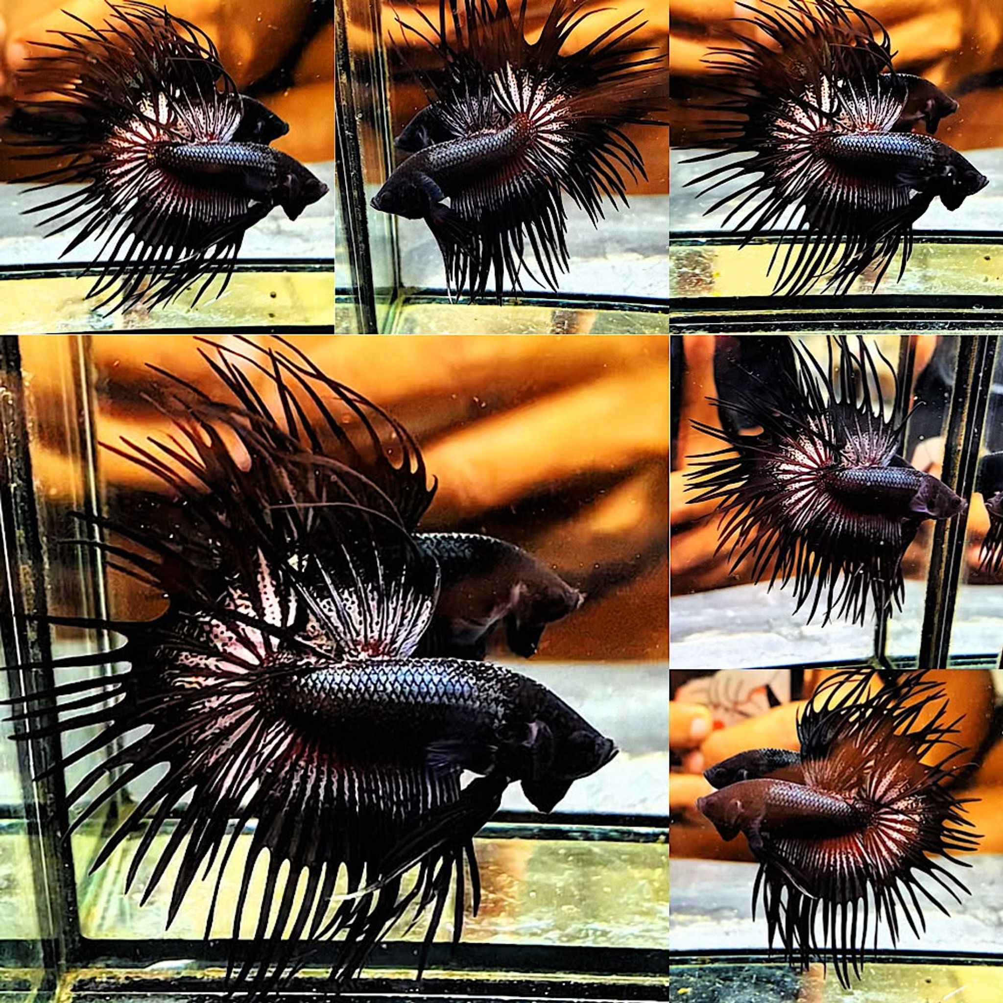 📌 CROWNTAILS 📌