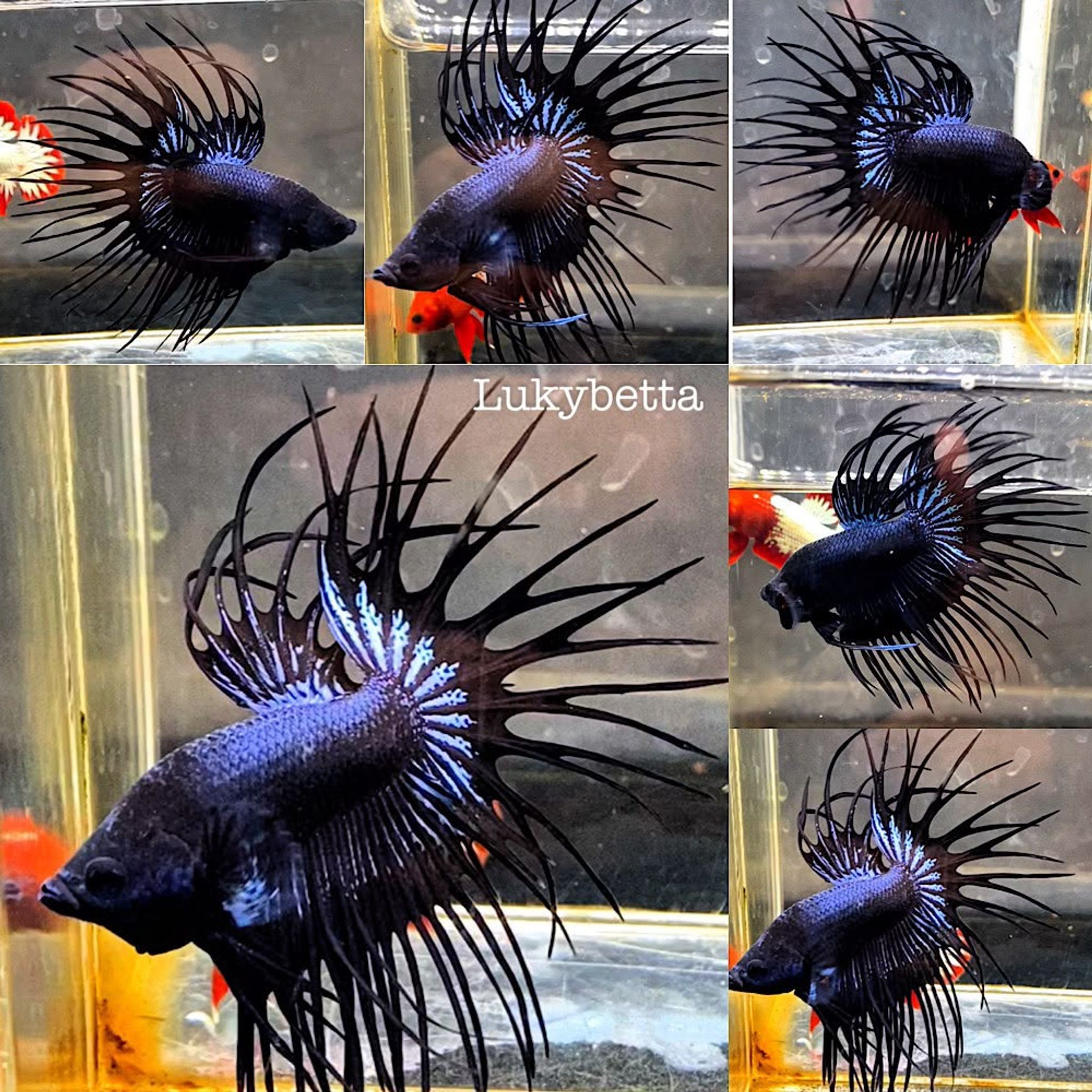 📌 CROWNTAILS BLACK ORCHID📌