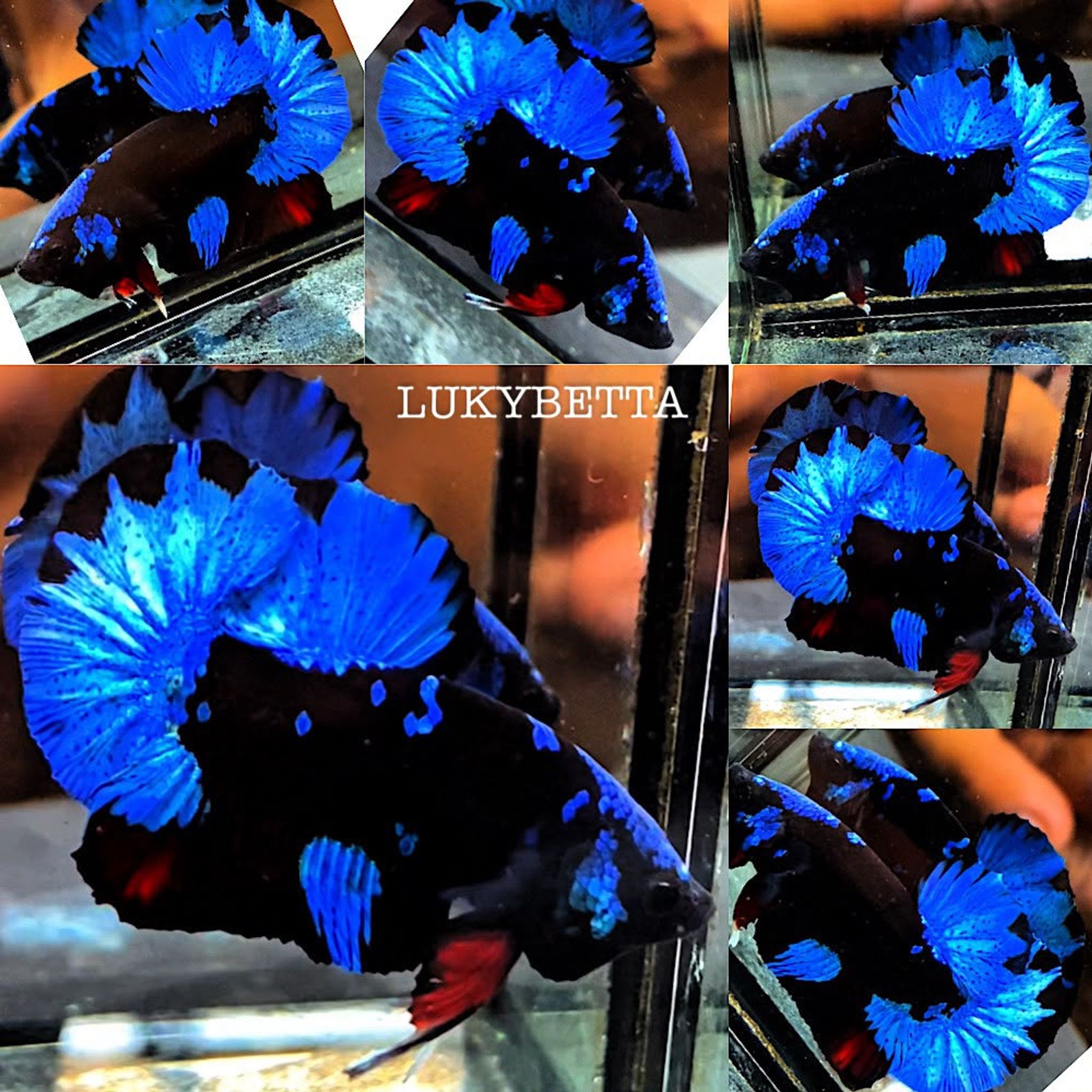📌HMPK AVATAR BLUE📌