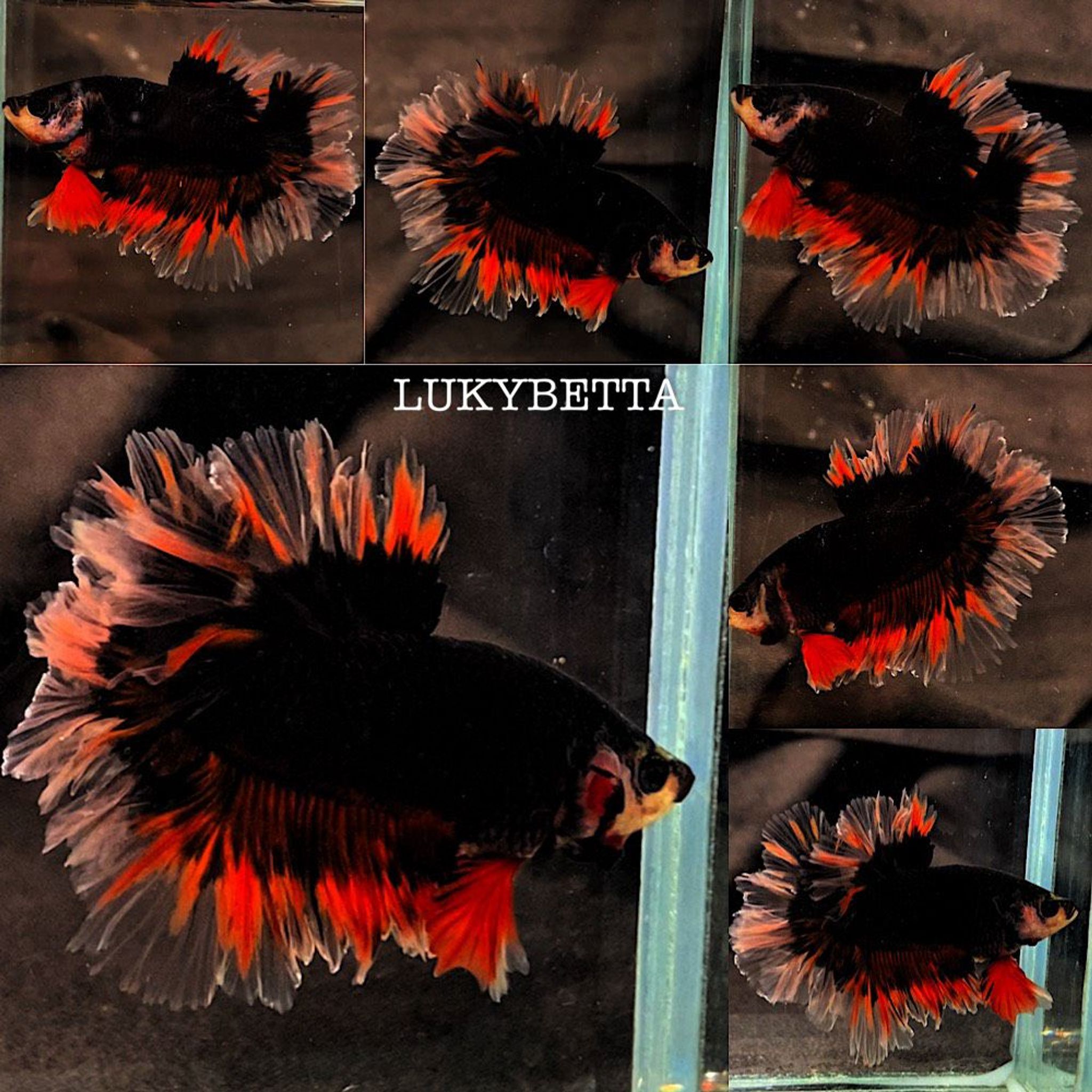 🔥 AVATAR ROSETAILS 🔥