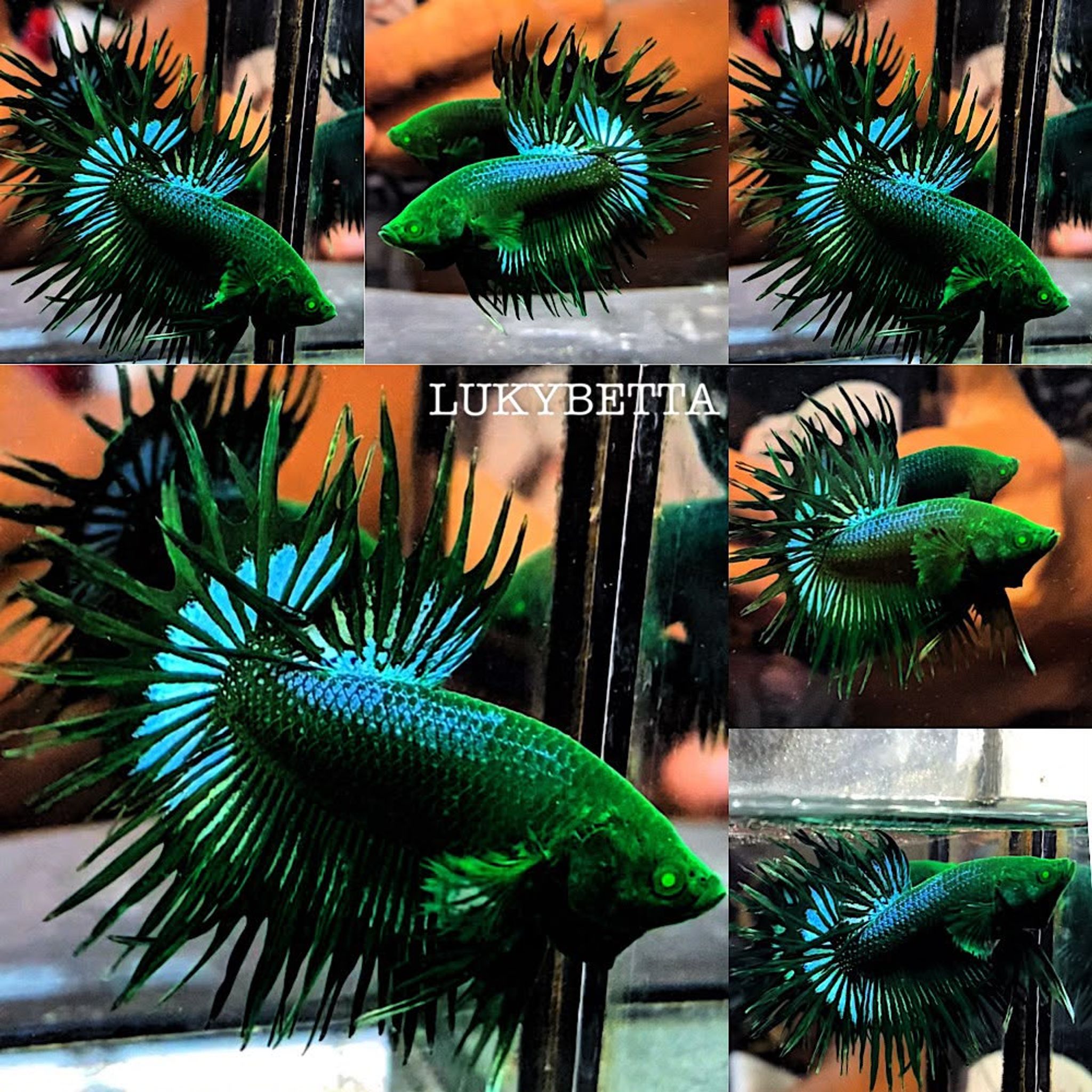 🔥 CROWNTAILS 🔥