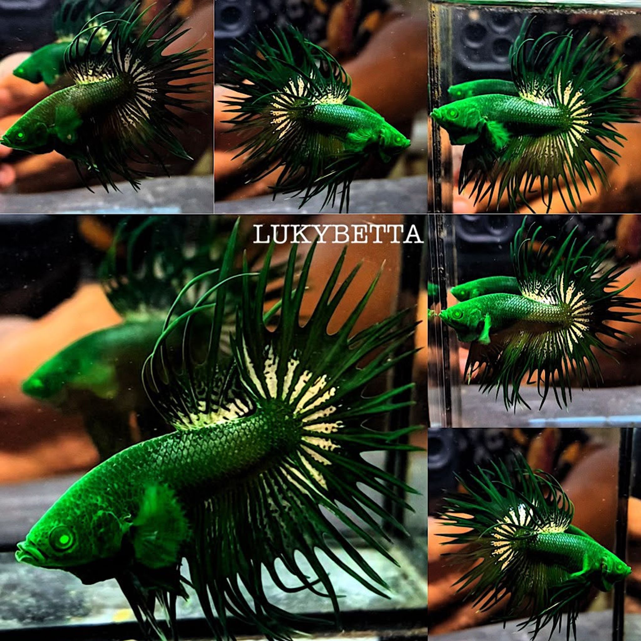 🔥 CROWNTAILS 🔥