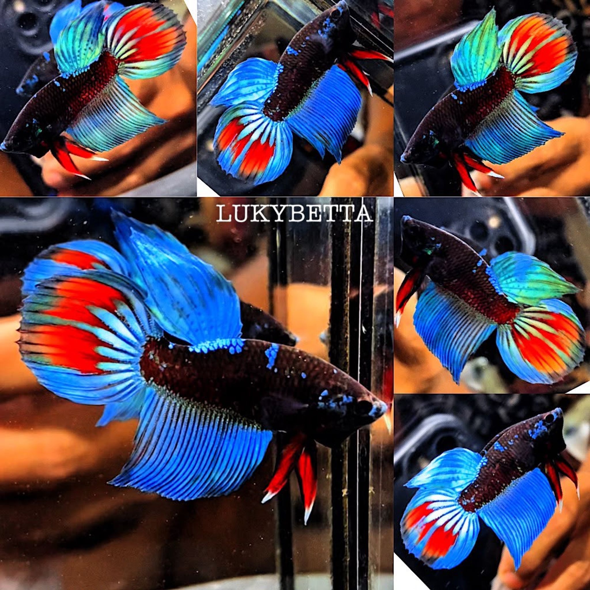 🔥 VIELTAILS AVATAR 🔥