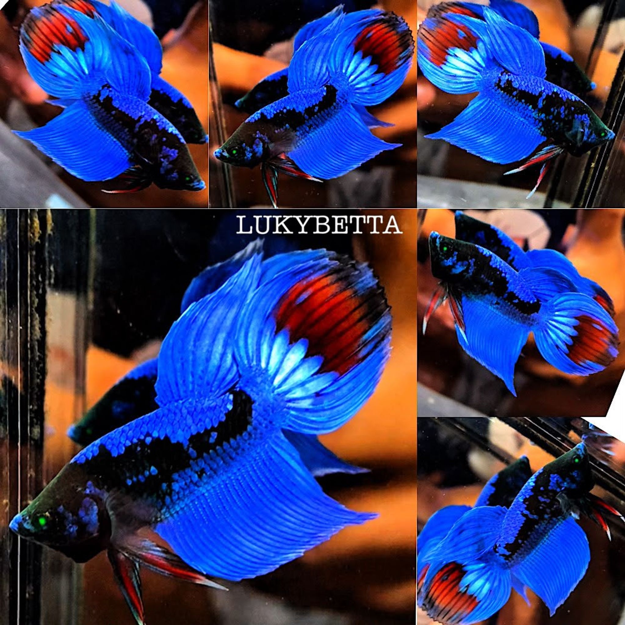 🔥 VIELTAILS AVATAR 🔥