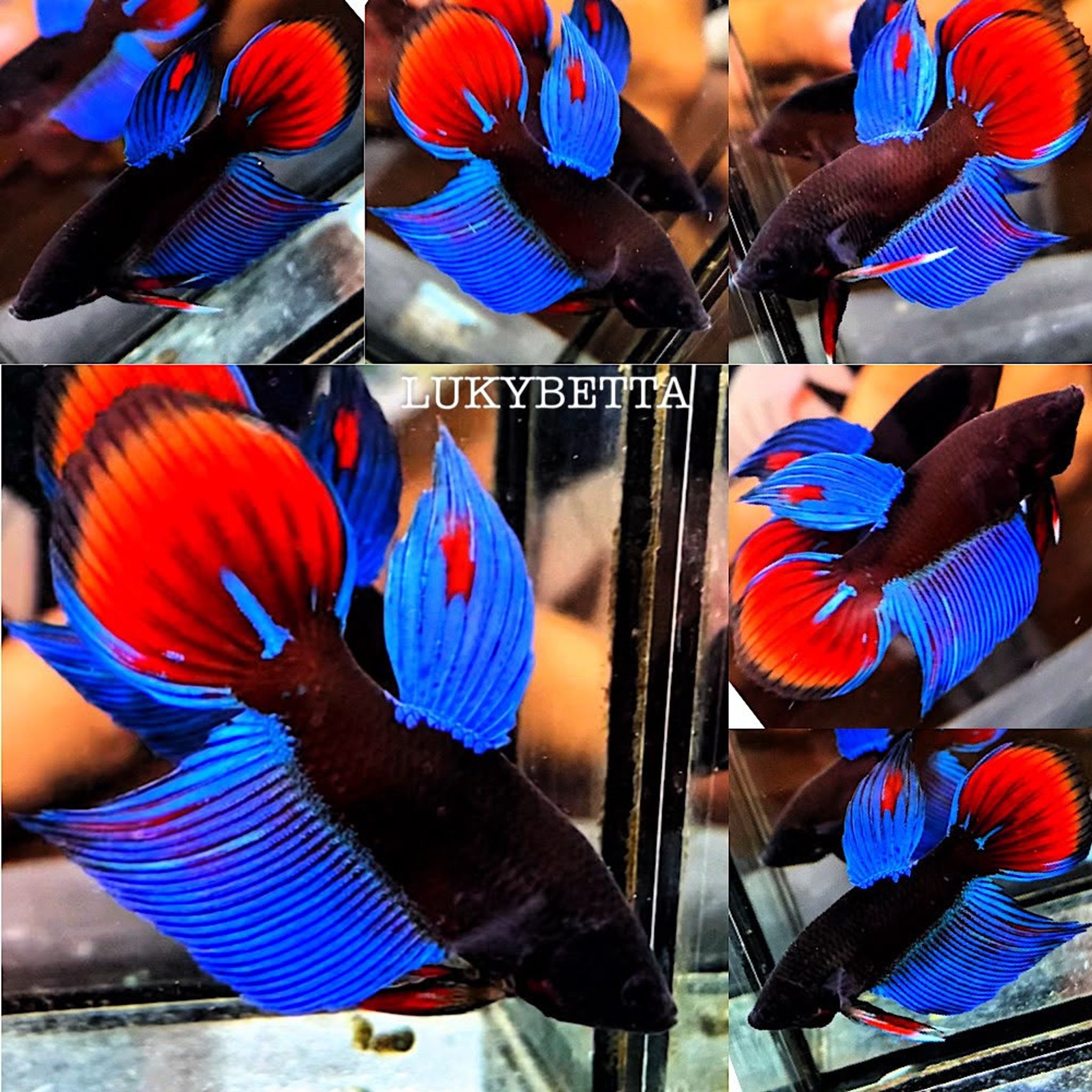🔥 VIELTAILS AVATAR BLUE BLACK LIGHT 🔥