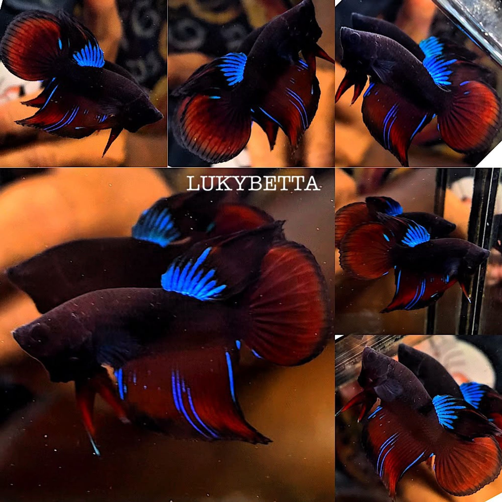 🔥 VIELTAILS AVATAR VAMPIRE 🔥