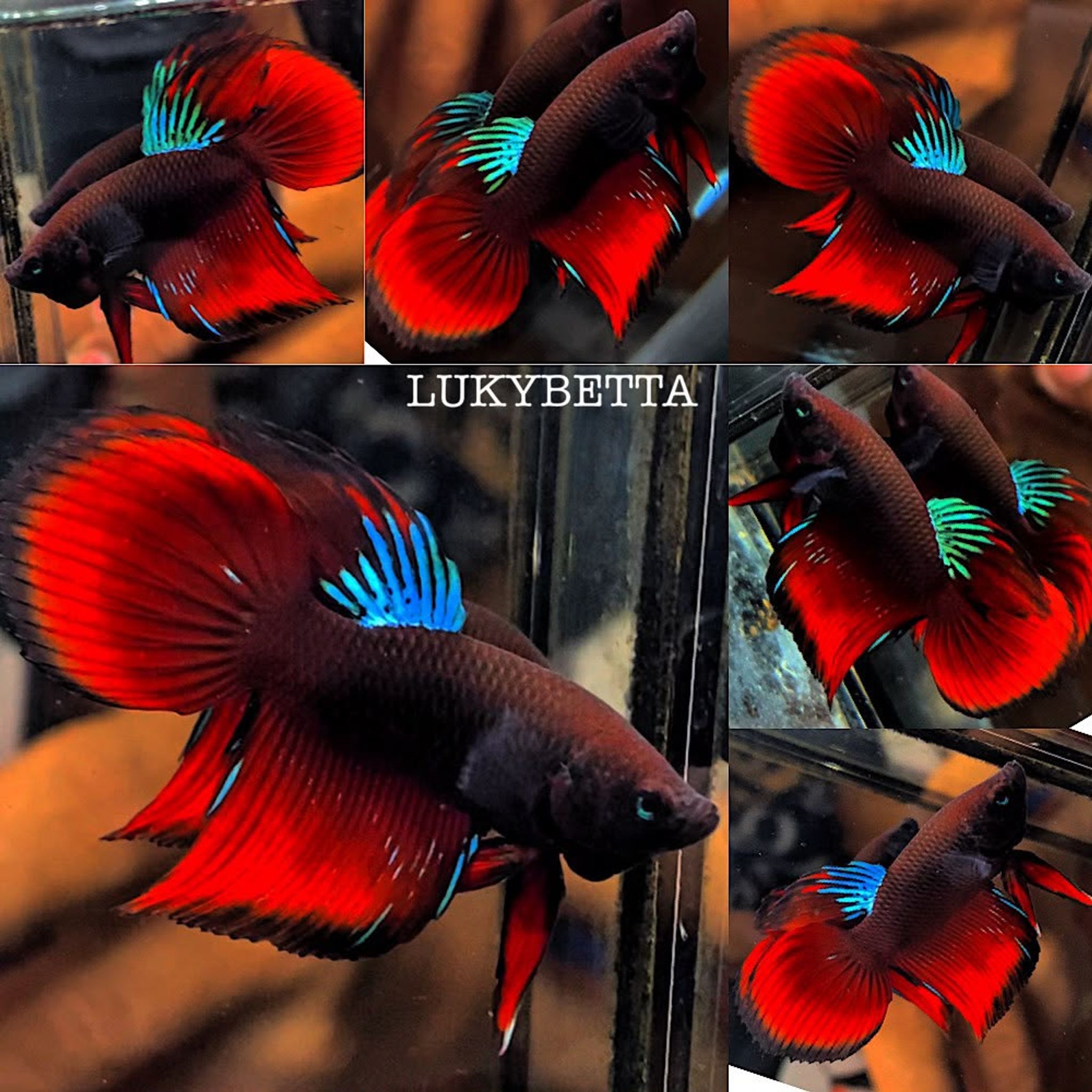 🔥 VIELTAILS AVATAR VAMPIRE🔥