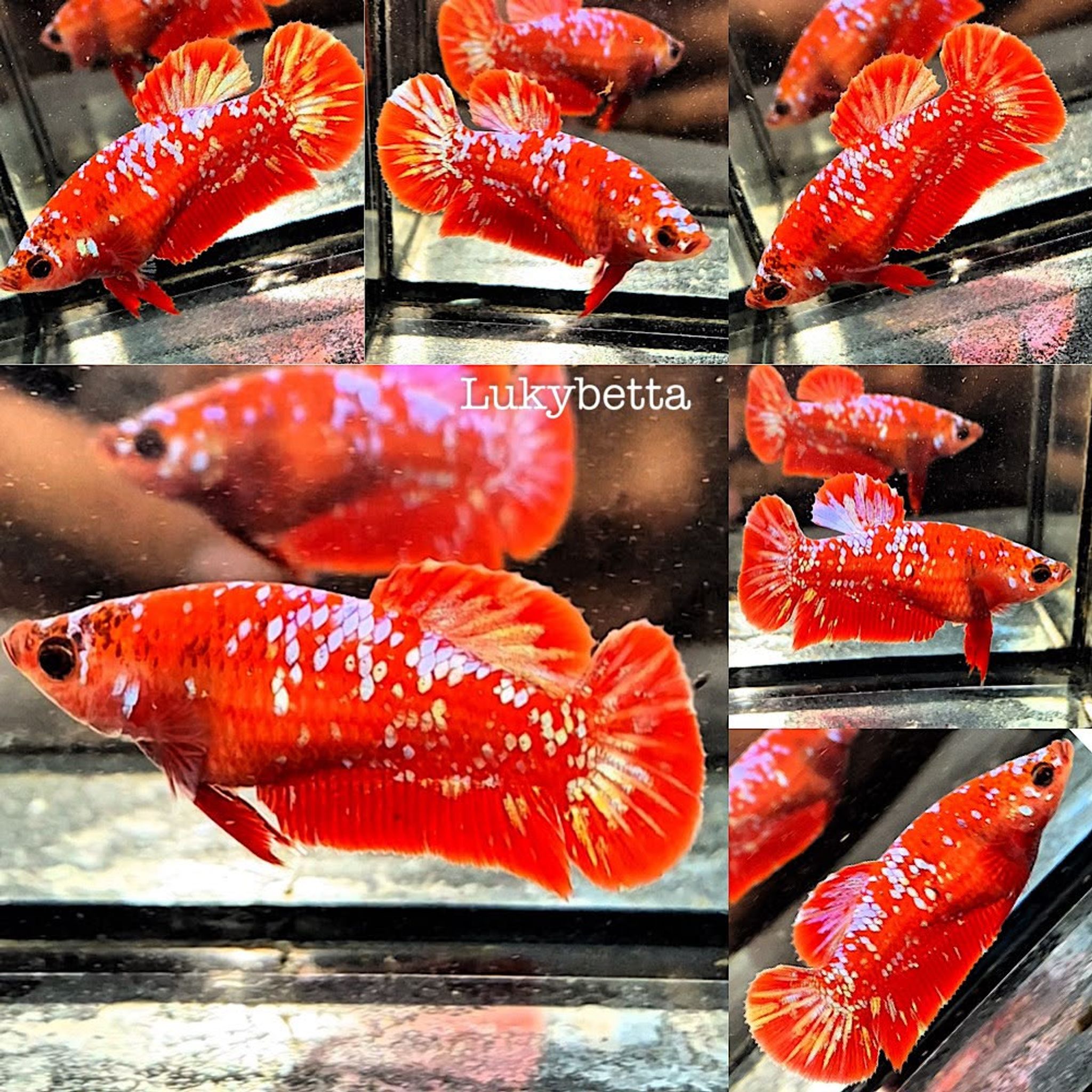 🔥FEMALE RGBG LUXURIOUS 🔥