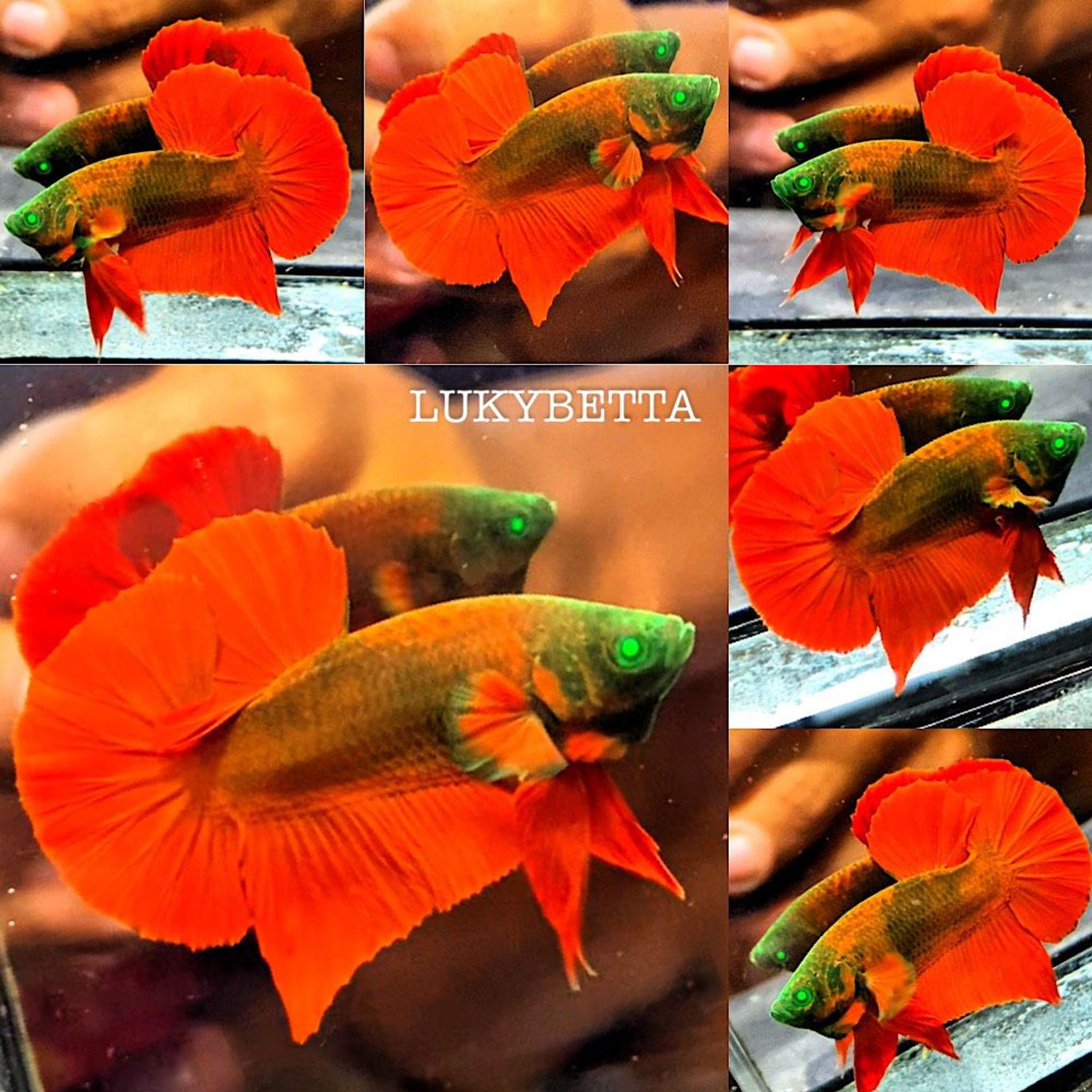 🔥HMPK RED DEVIL🔥