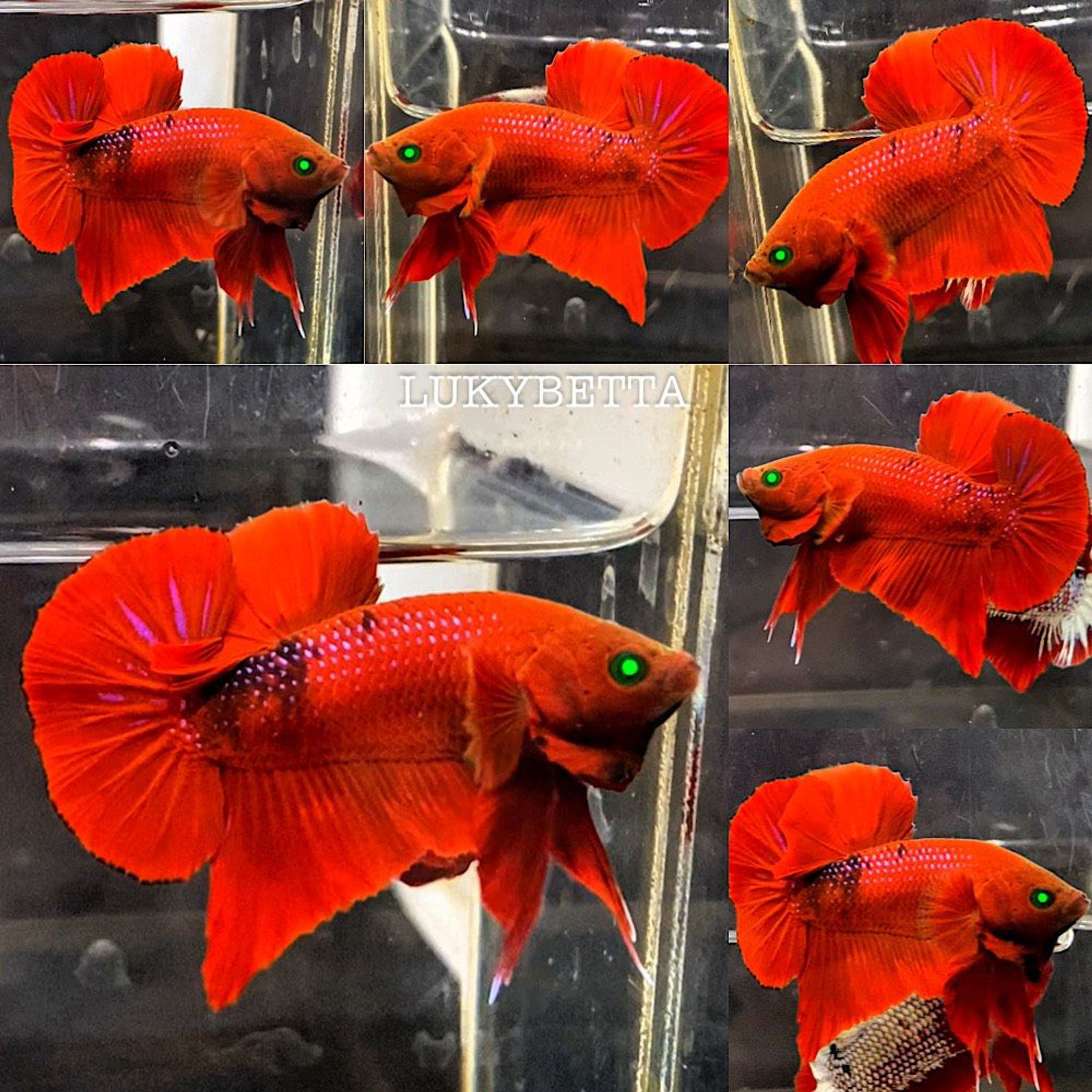 🔥HMPK RED DEVIL🔥