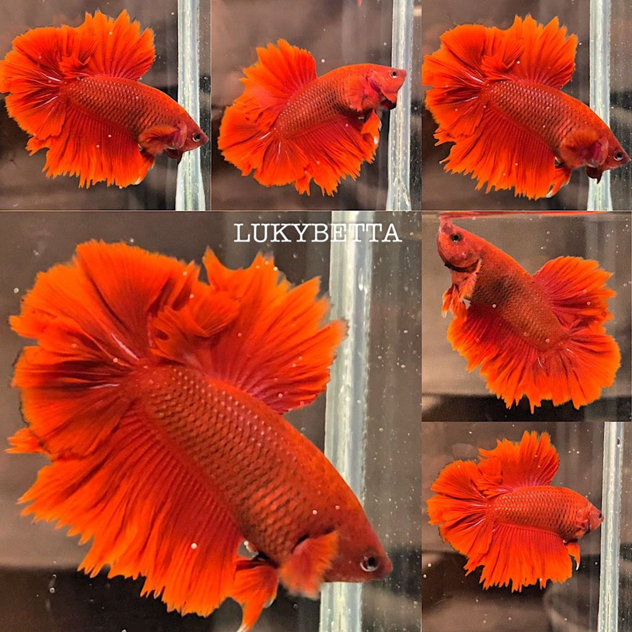 🔥KING ROSETAILS SUPER RED🔥