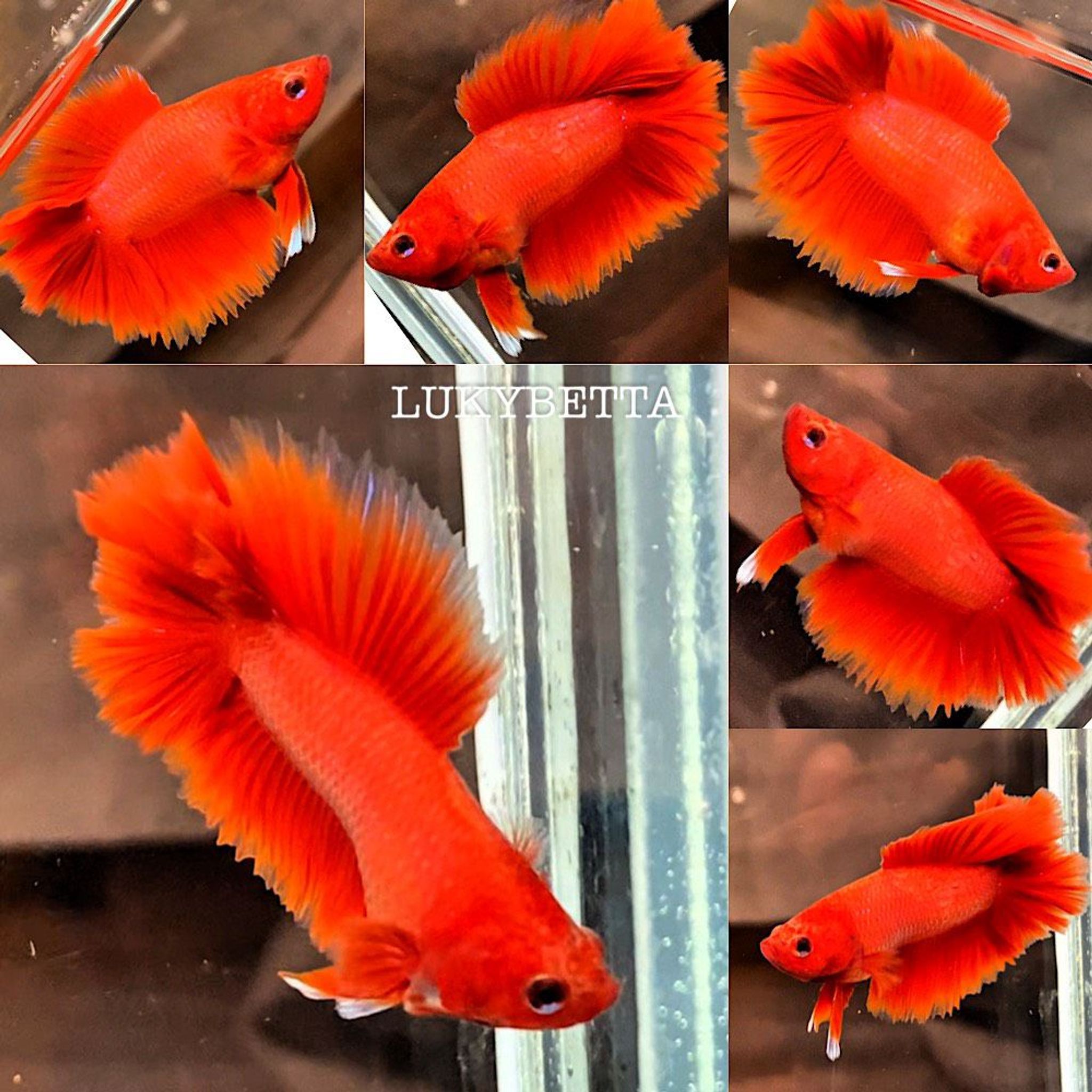 🔥PKDT SUPER RED ROSETAILS🔥
