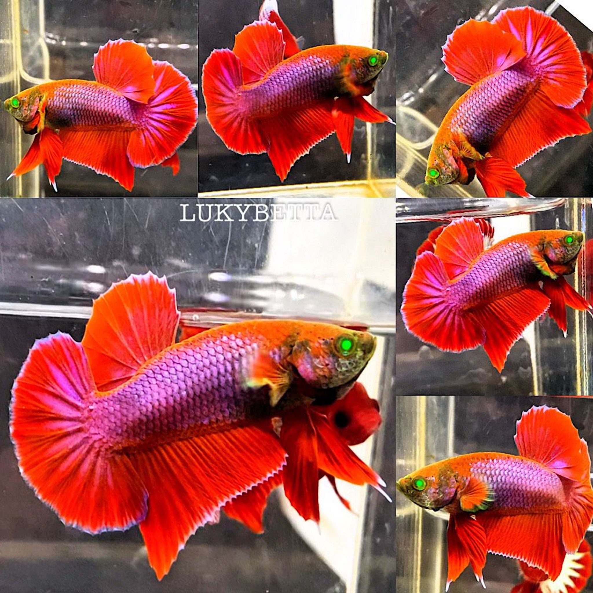 🔥RED DEVIL HULK🔥