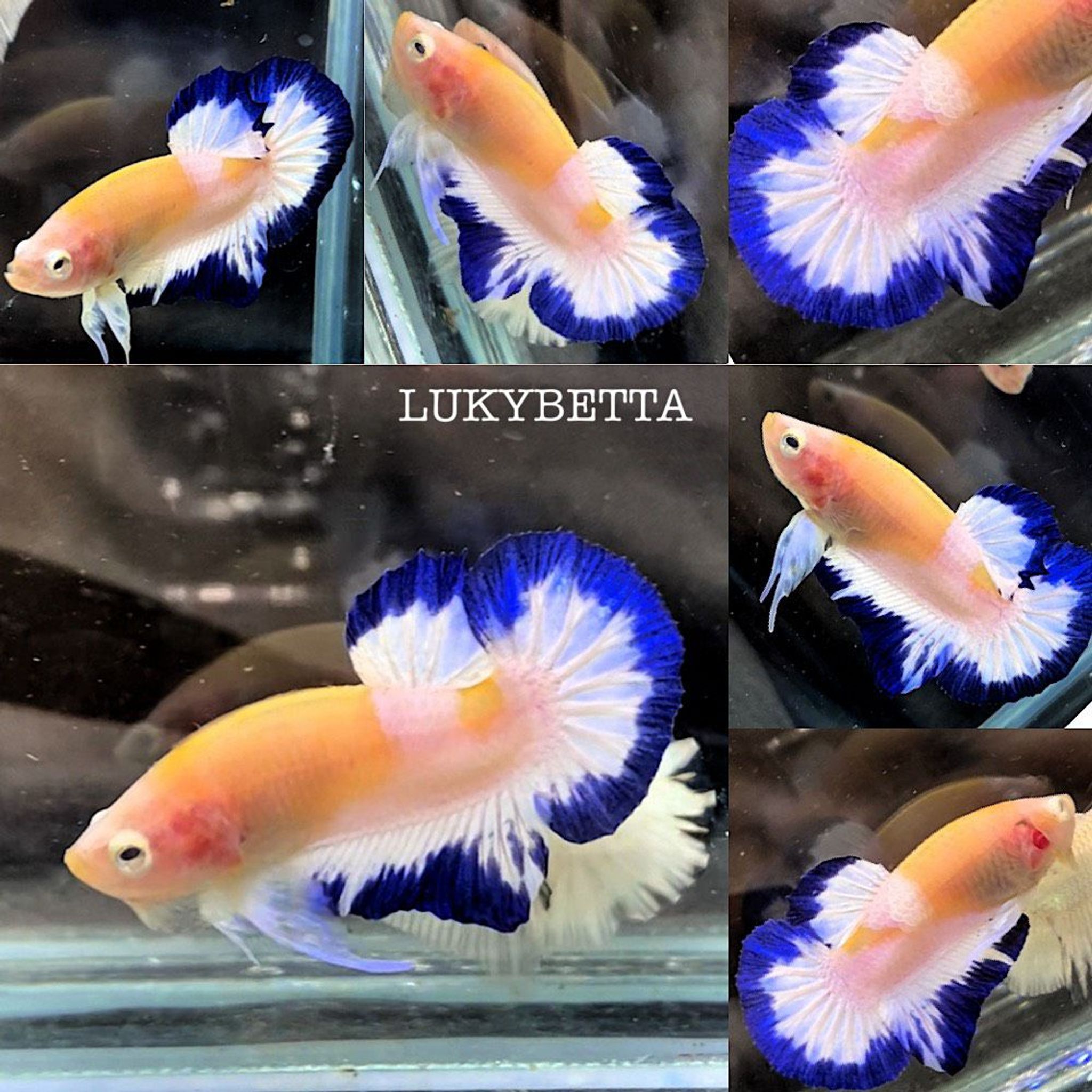 🤍💙 BLUERIM ALBINO💙🤍