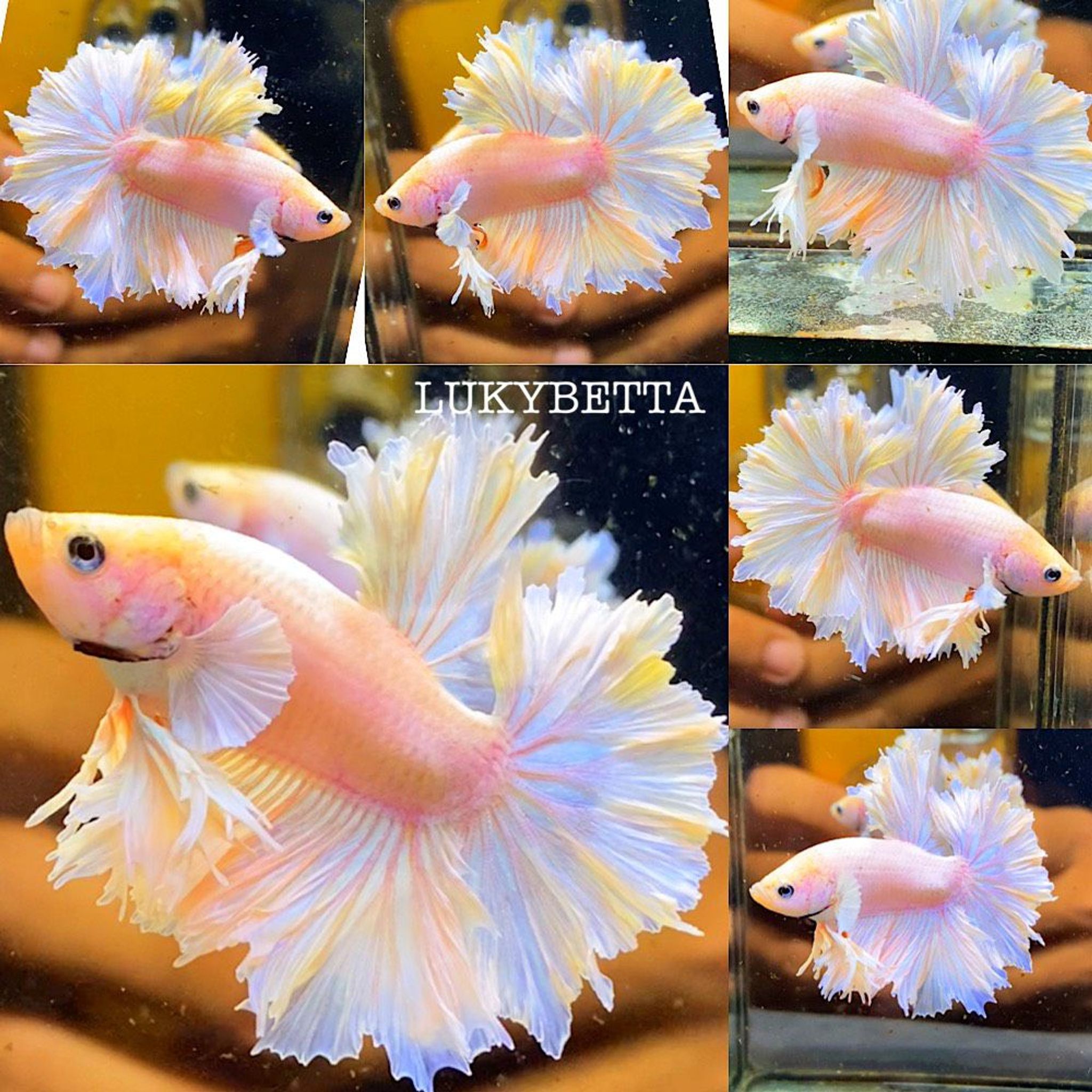 🤍💙ROSETAILS SKY BLUE💙🤍