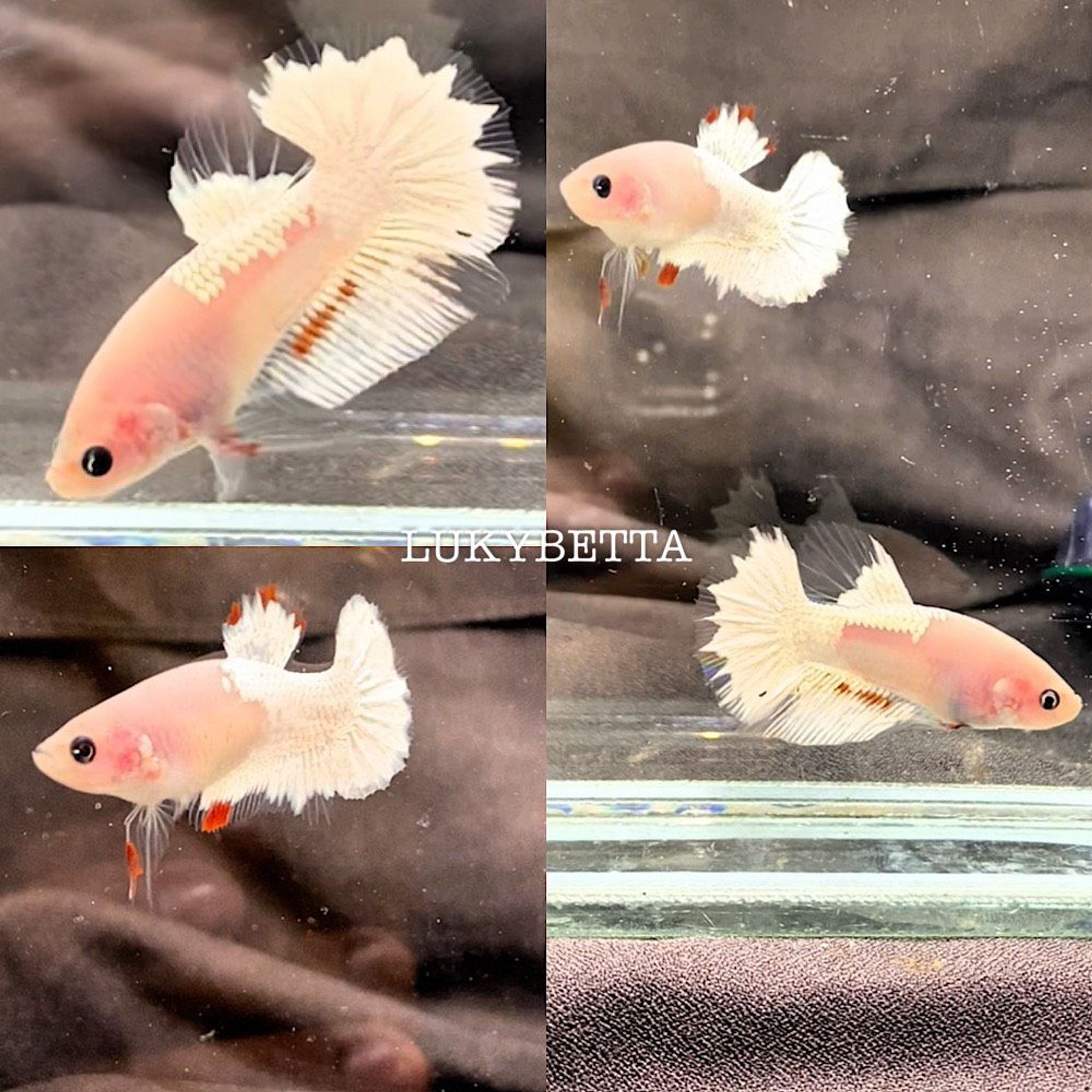 🤍COUPLE WHITE FCCP YIN🤍
