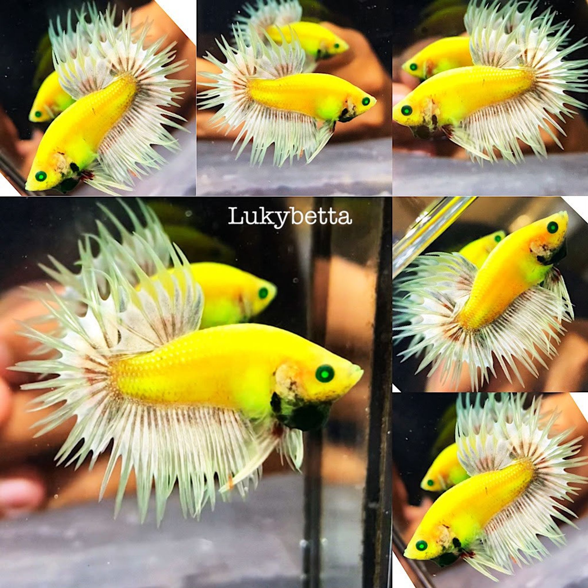 🥇 BEAUTIFUL CROWNTAILS 🥇