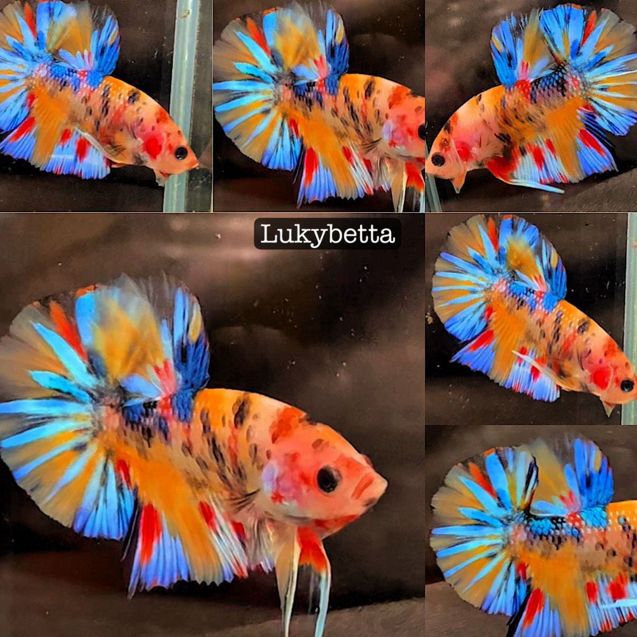 🥇 MULTICOLOURS METALIK 🥇