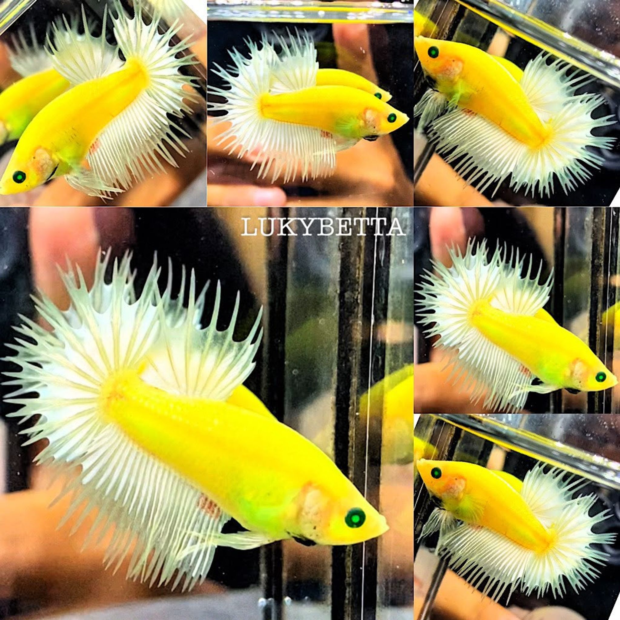 🥇BEATIFUL CROWNTAILS 🥇
