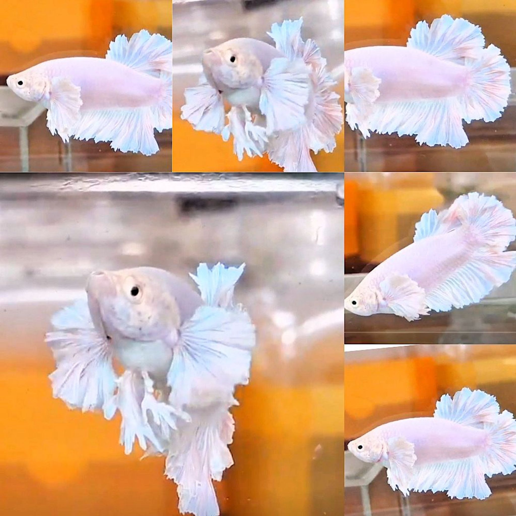 🥇DUMBO KING ROSE EAR🥇