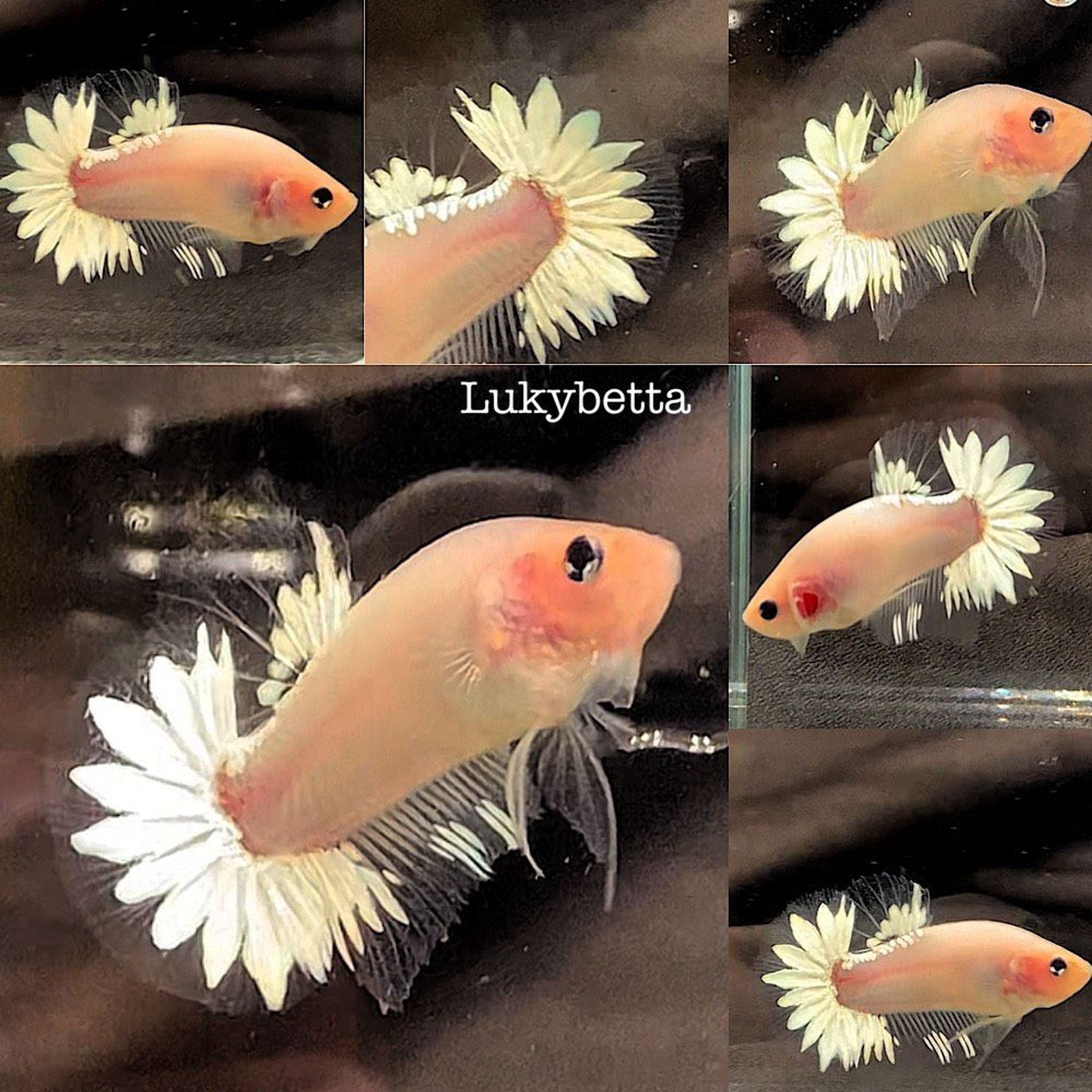 🥇FCCP WHITE STARTAILS 🥇