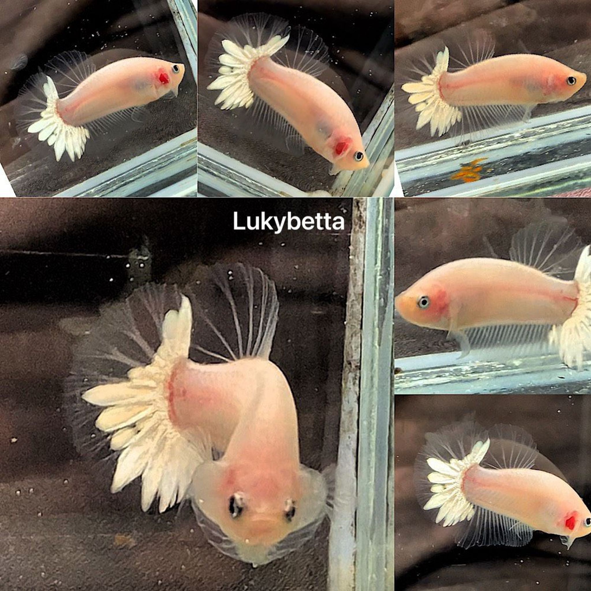 🥇FCCP WHITE STARTAILS YIN 🥇