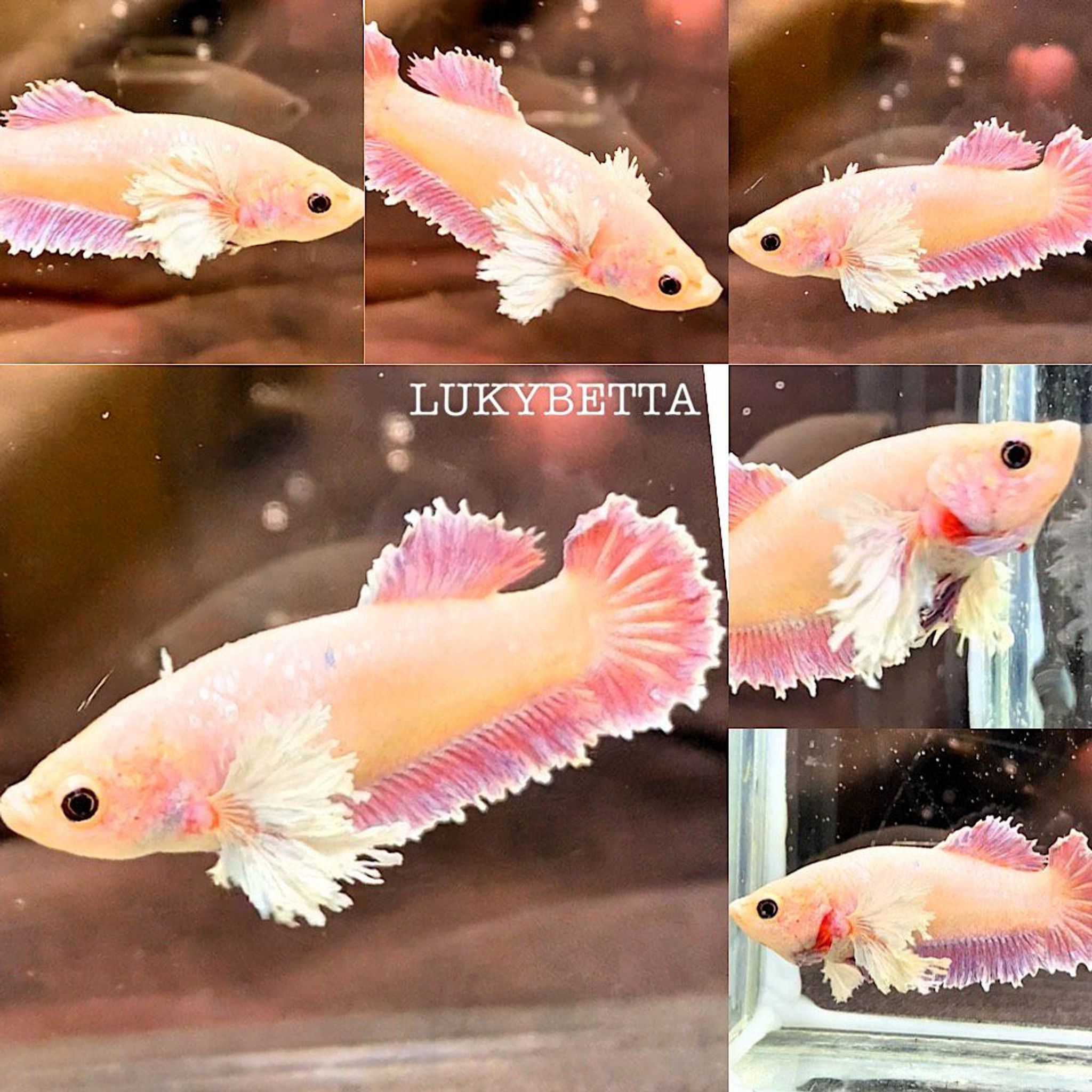 🥇FEMALE FEATHERTAILS DUMBO ROSE🥇