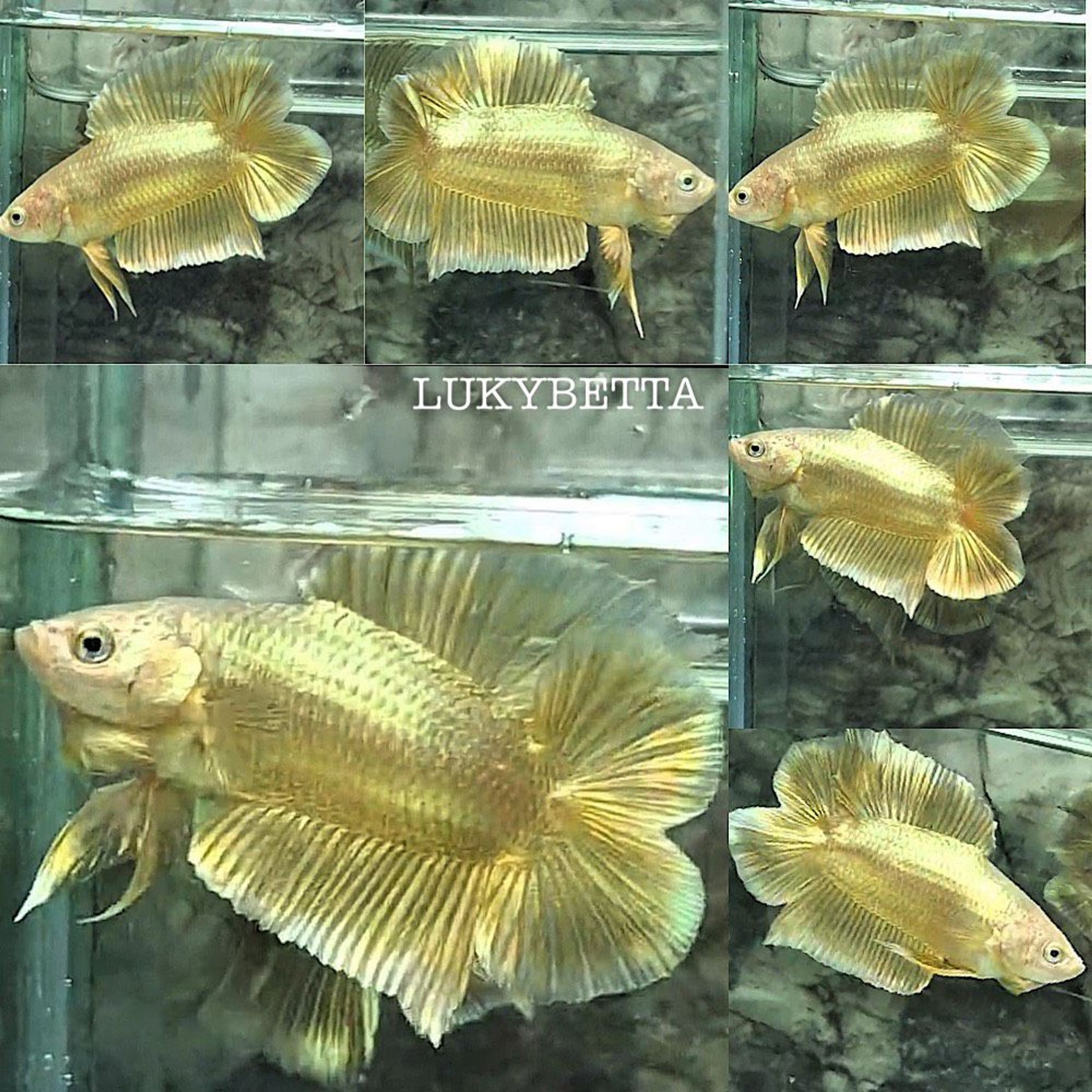🥇GOLD24K DTPK 🥇