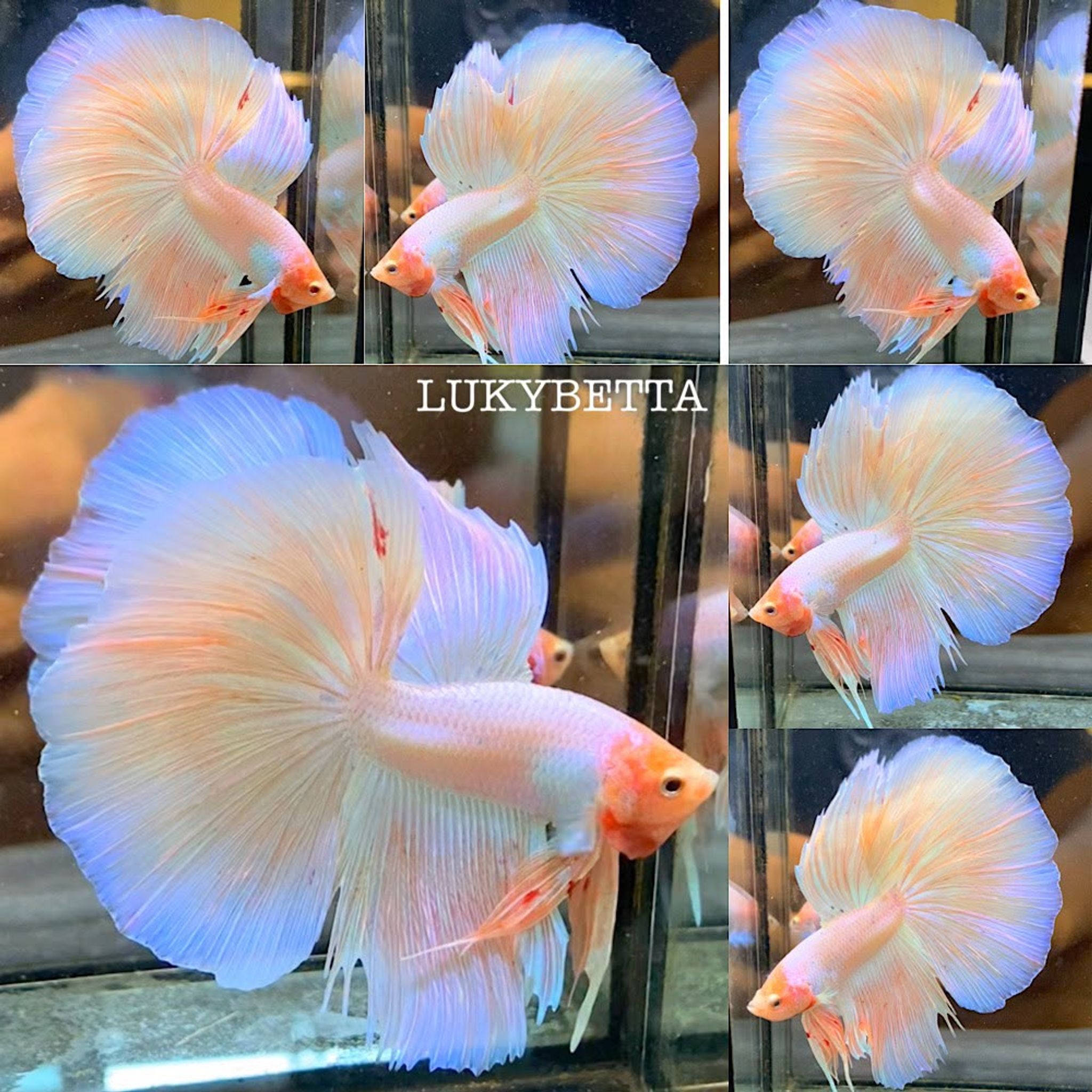 🥇OHM SUNKIST🥇