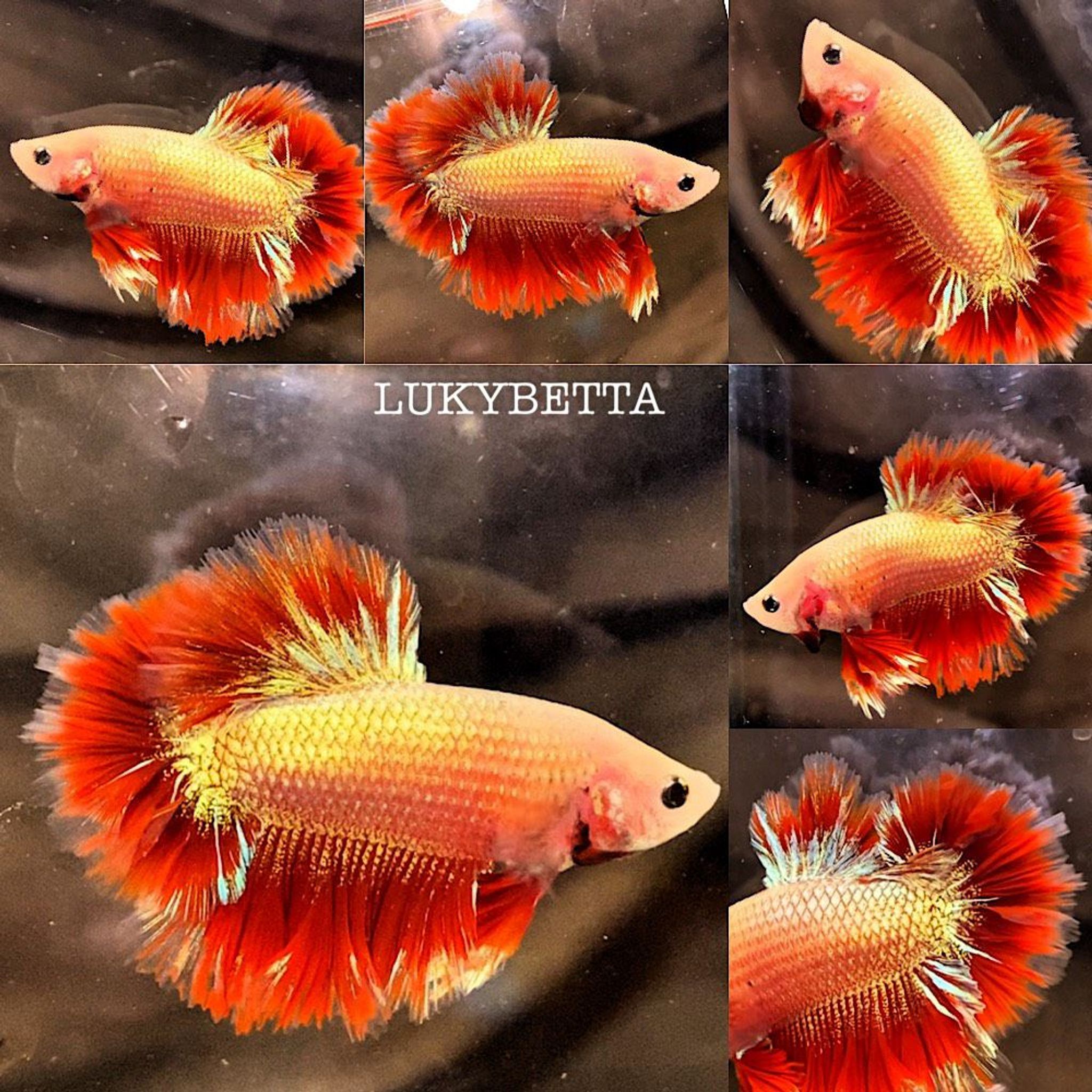 🥇VVIP SUPER FEATHERTAILS 🥇
