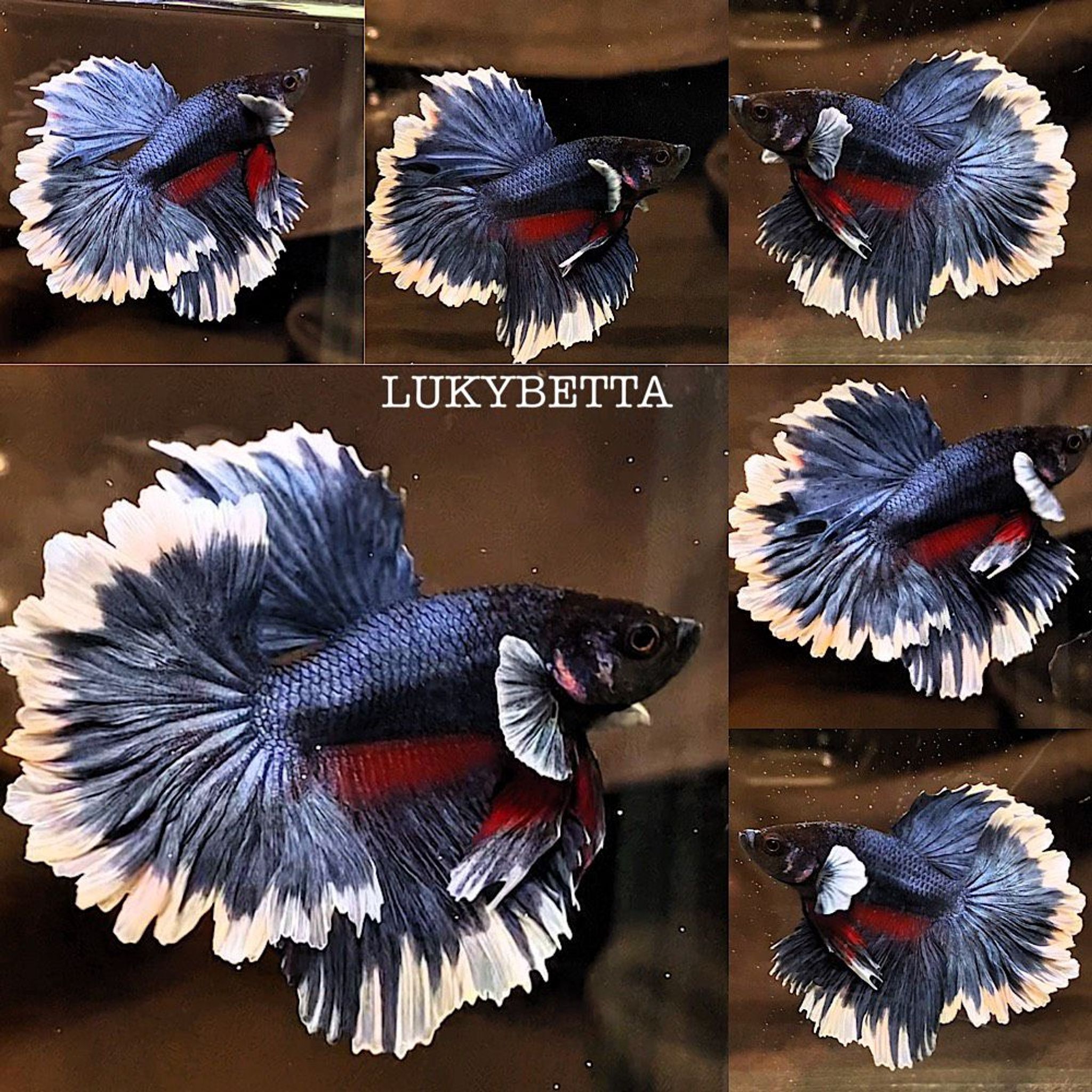 🦋🪶 FEATHERTAILS BLUE BUTTERFLY 🪶🦋