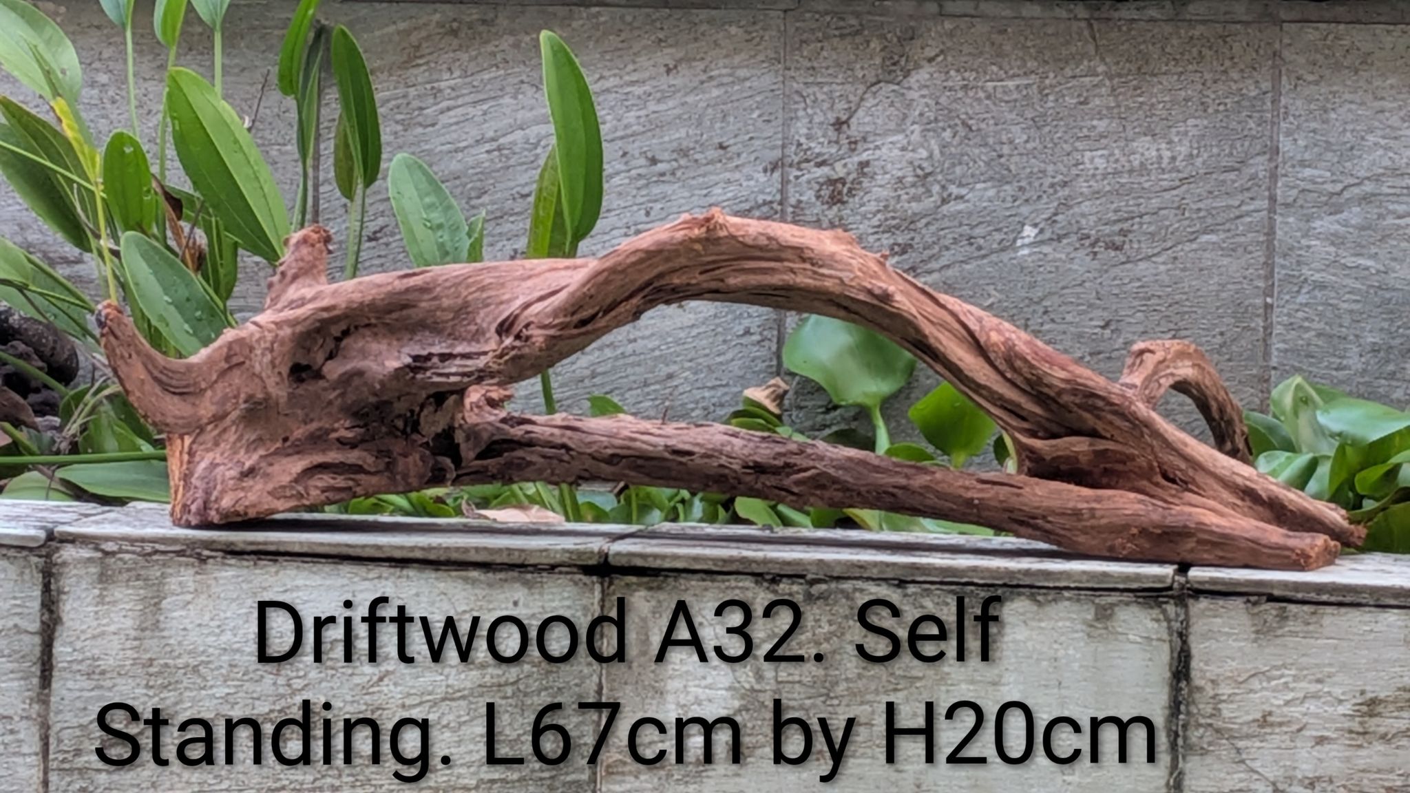 🪵 Driftwood A32 | Premium "Double Arch & Horn" Hardscape