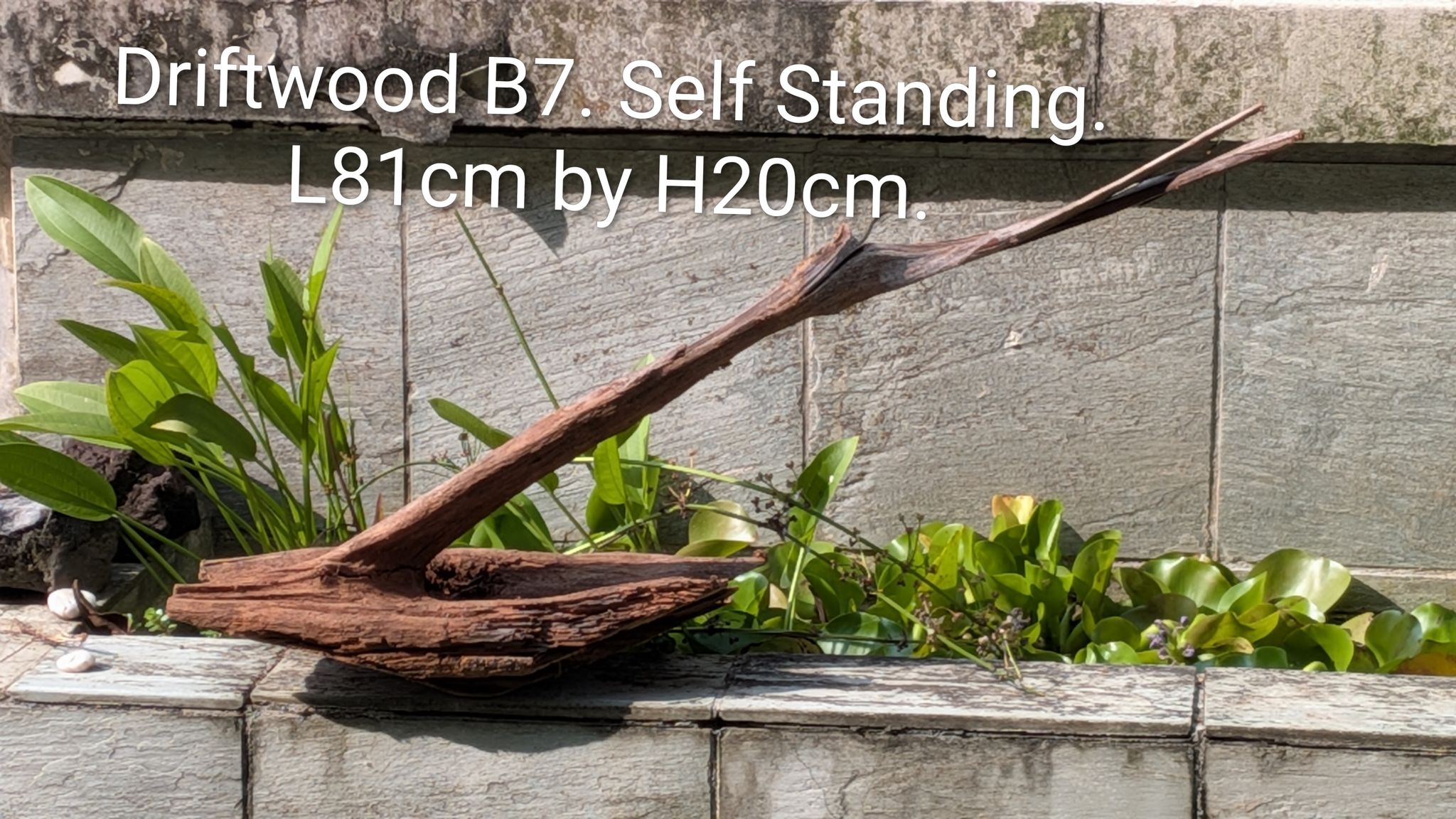 🪵 Rare "Crane" Silhouette Driftwood B7 (81cm)