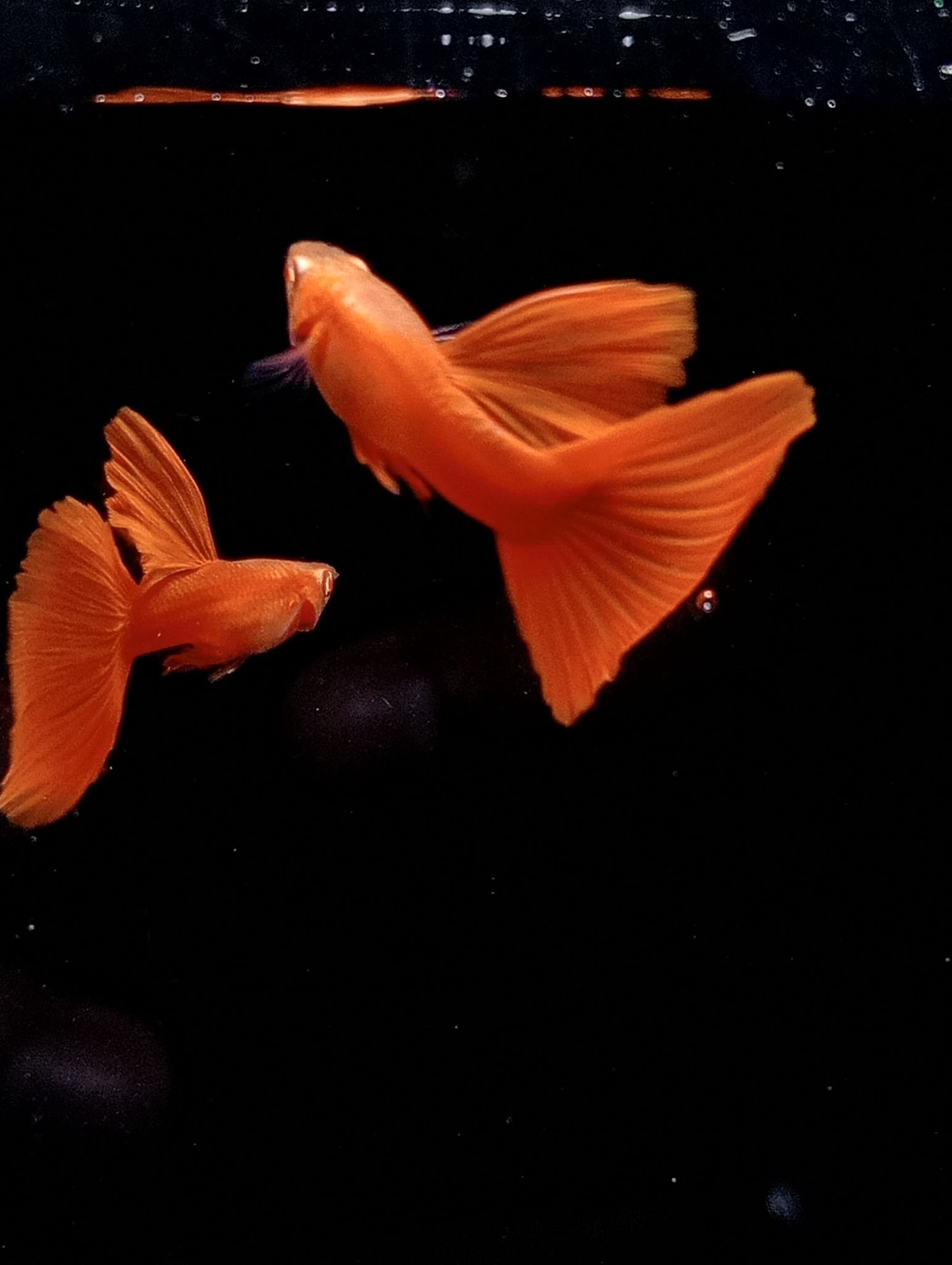 (AFR) Albino Full Red