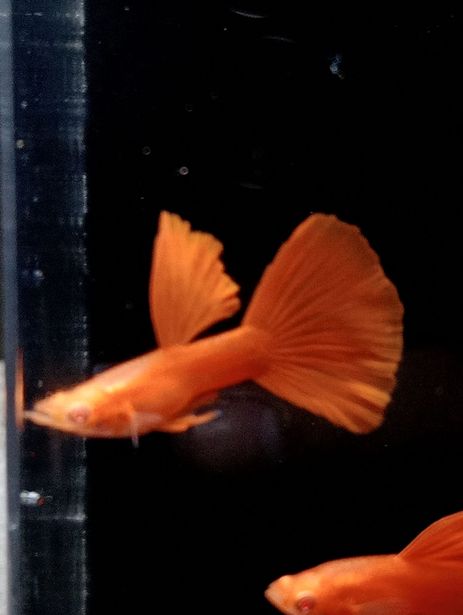(AFR) Albino Full Red