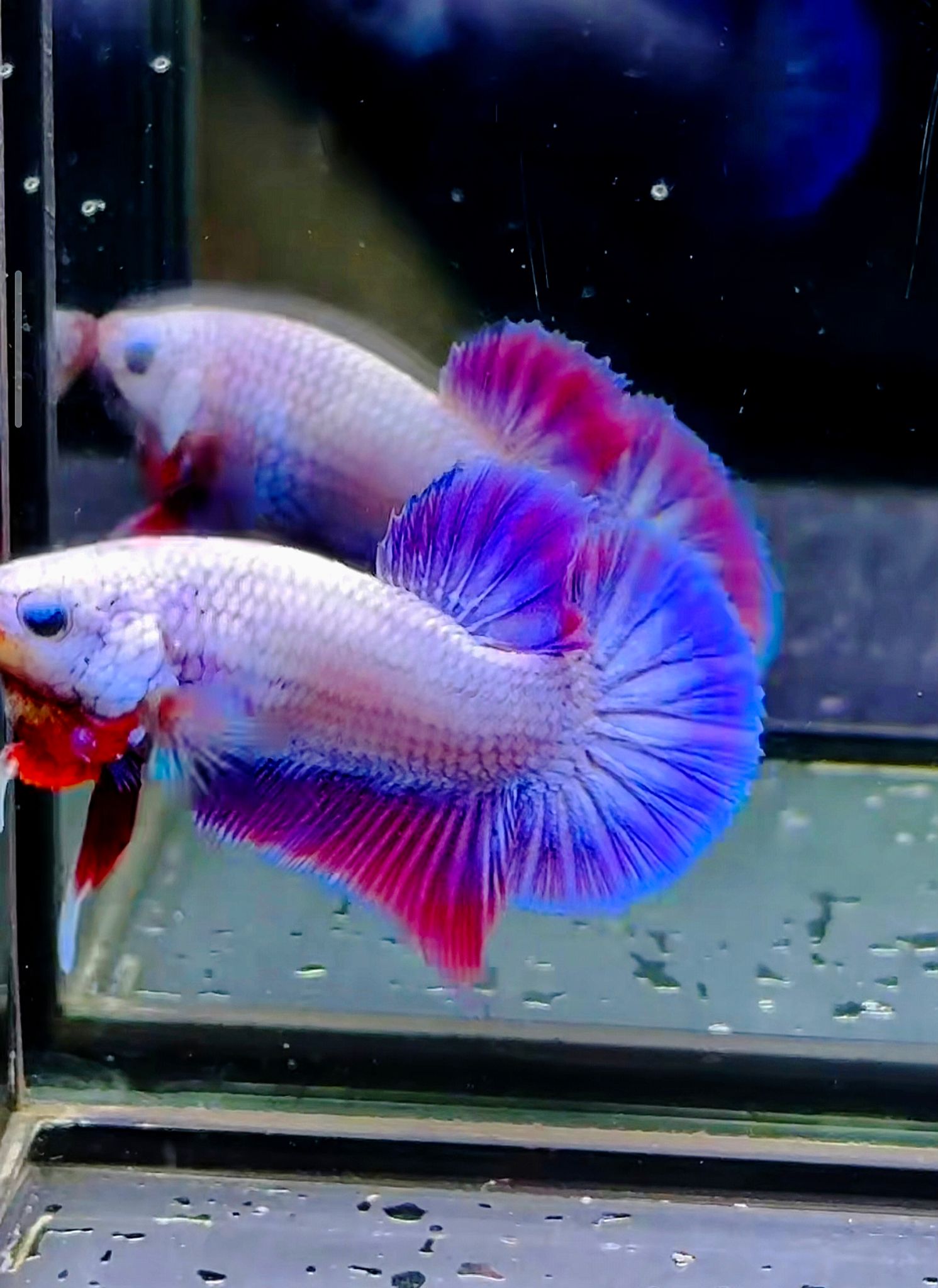 Higher Care flamingo purple