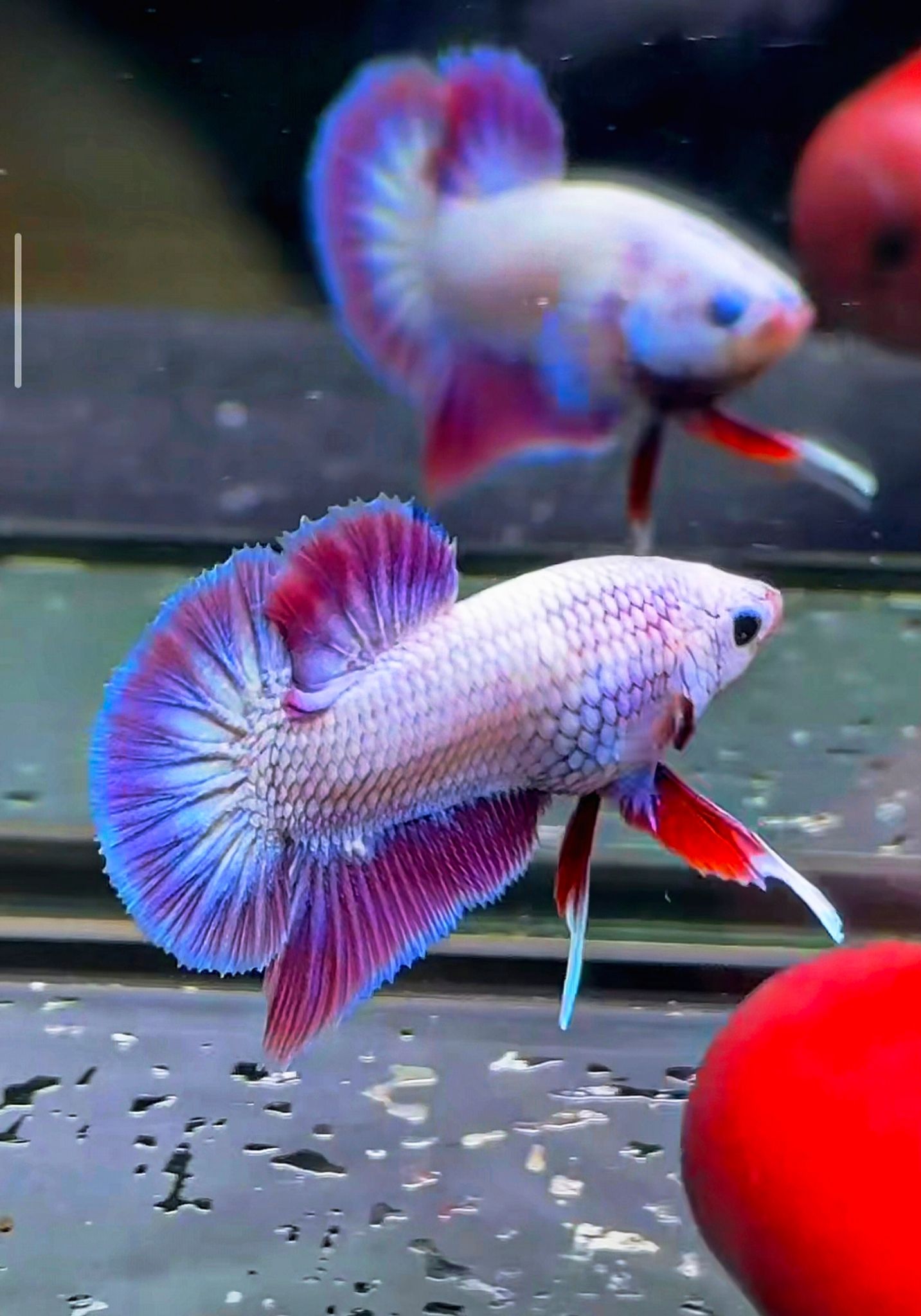 Higher Care flamingo purple