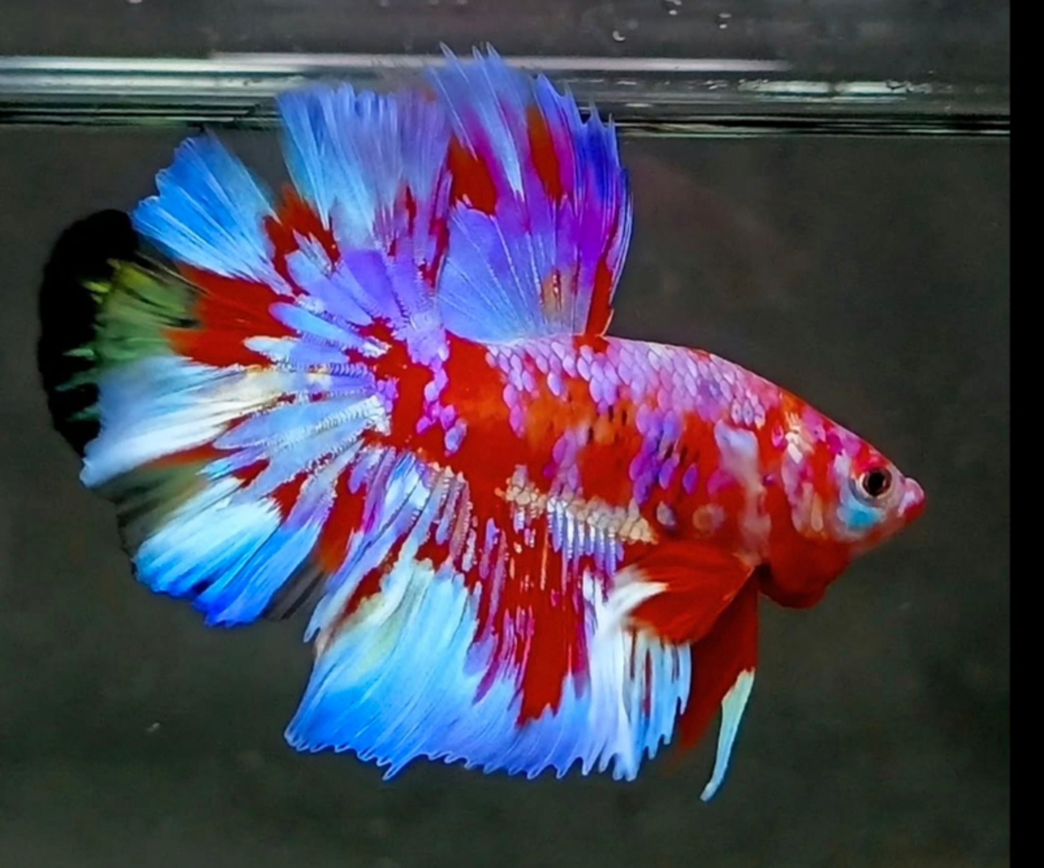 Higher Care male halfmoon red galalxy purple