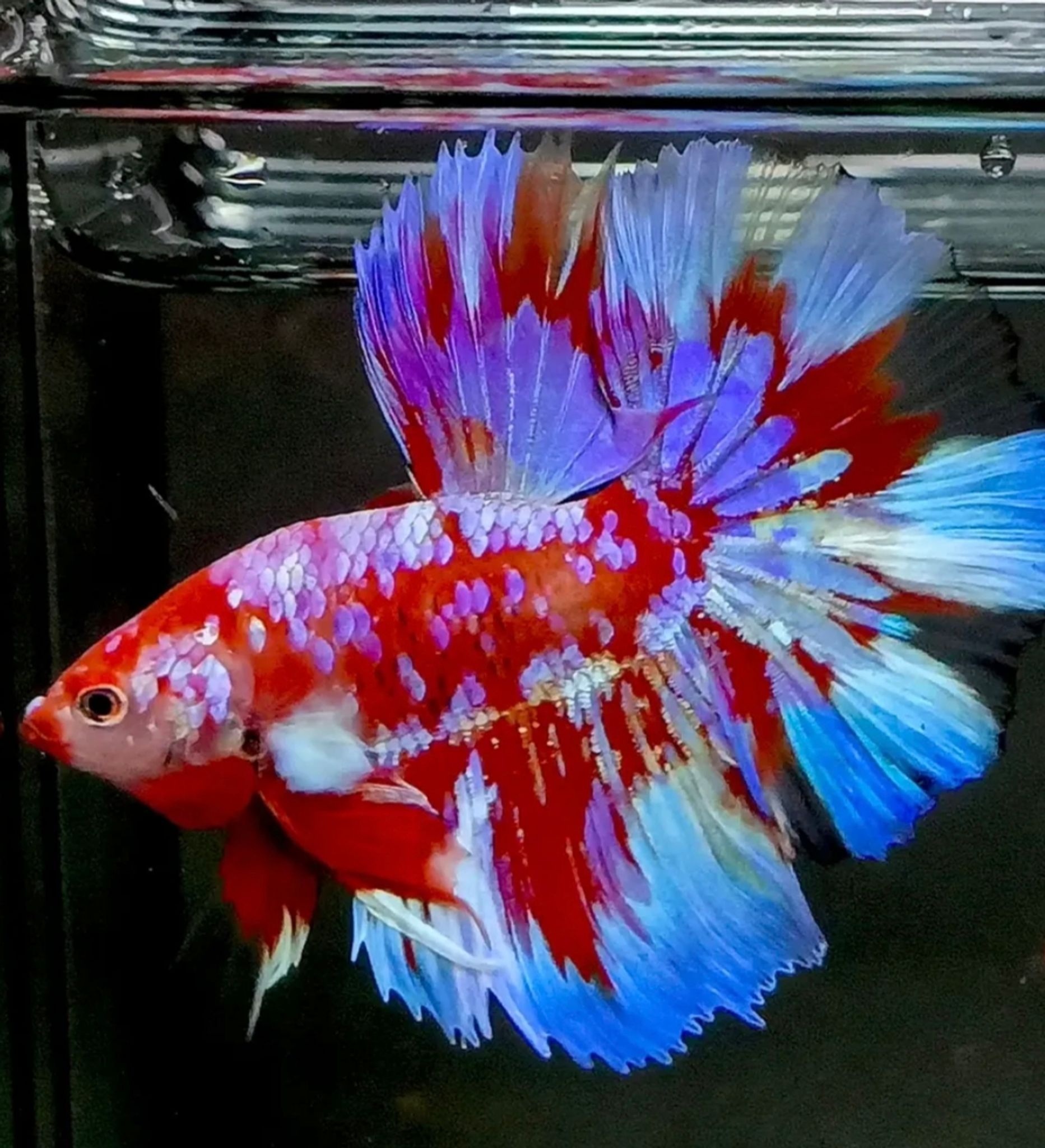 Higher Care male halfmoon red galalxy purple