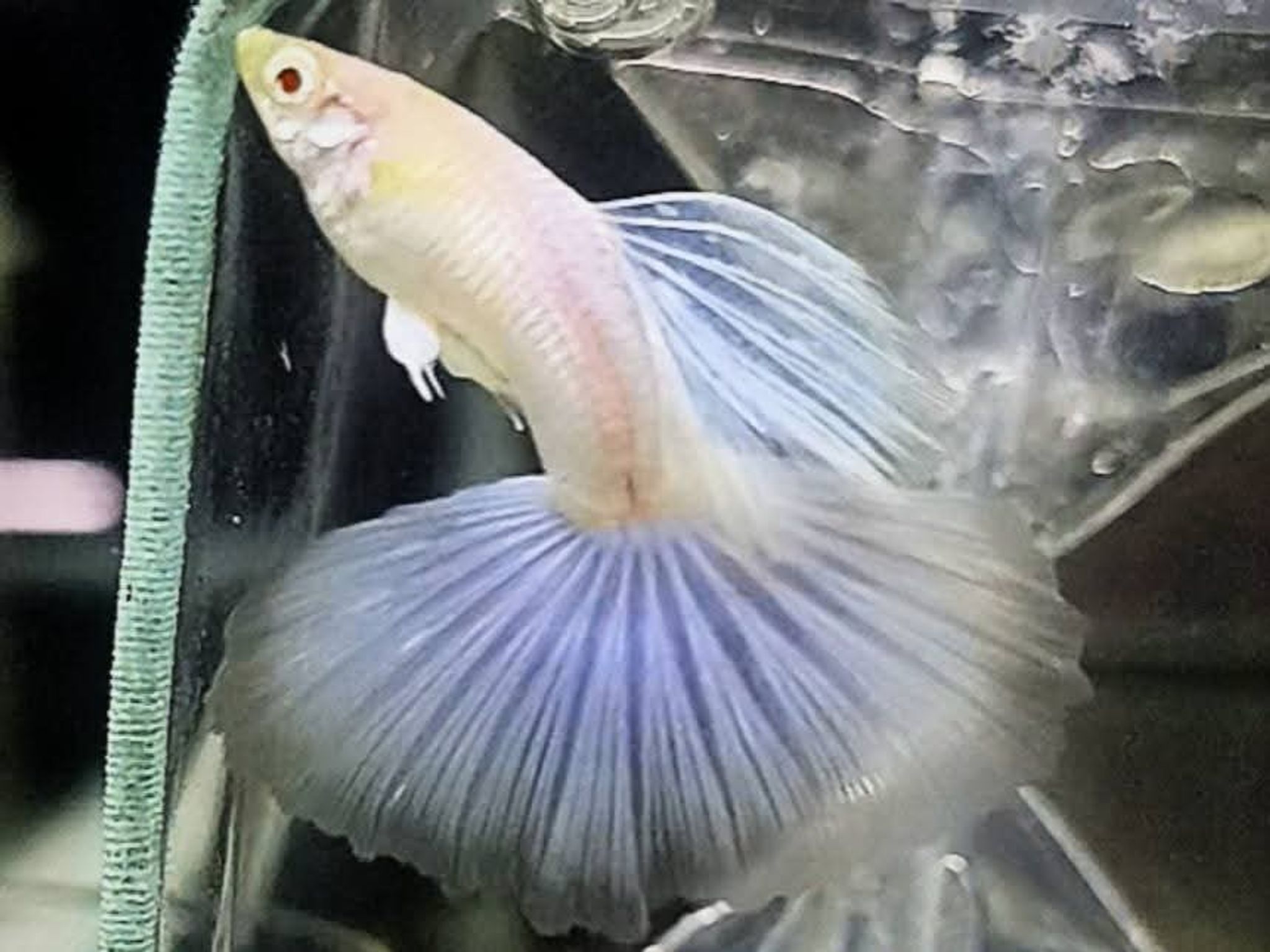 Higher Cared Guppy albino blue topas