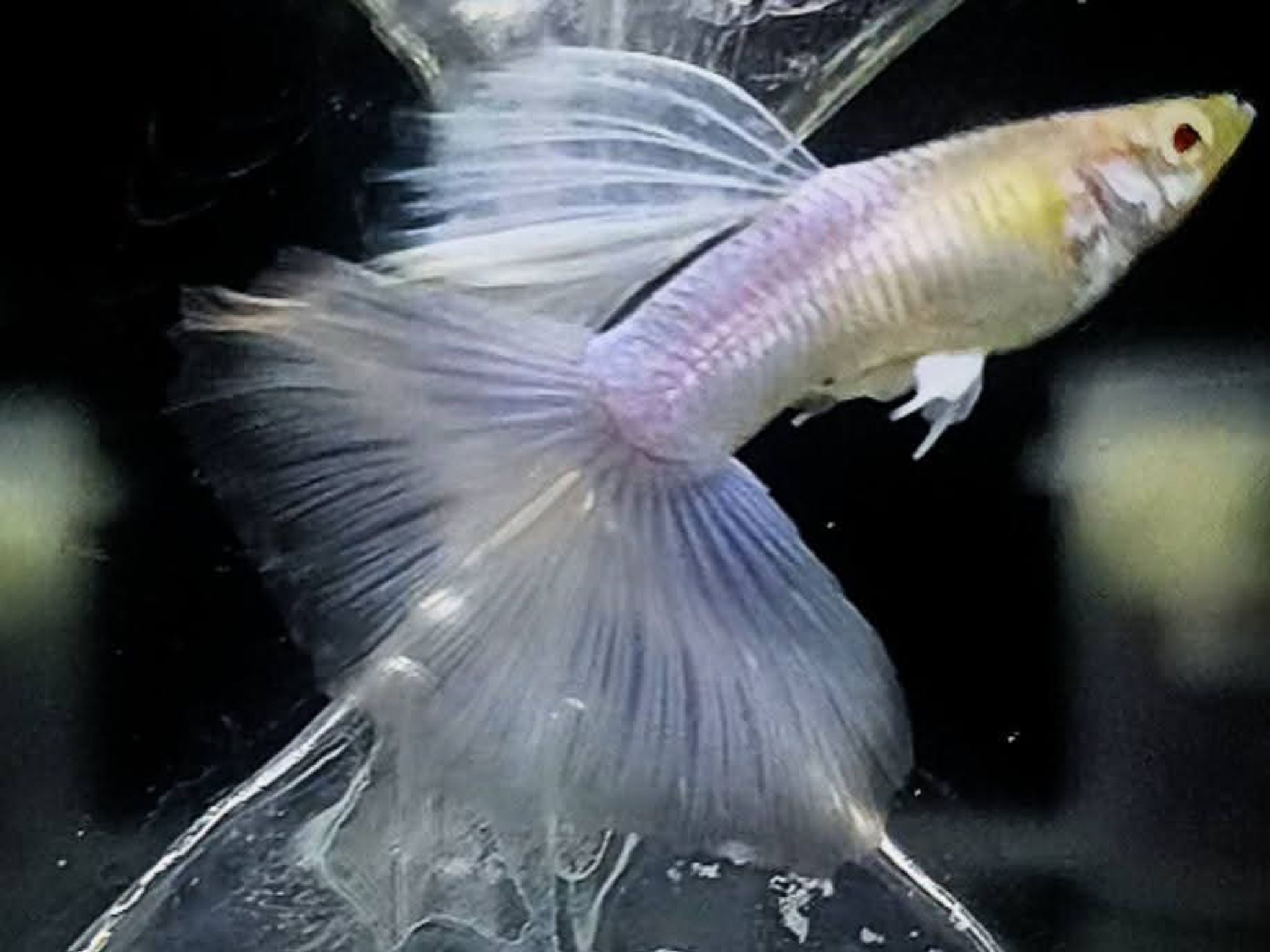 Higher Cared Guppy albino blue topas