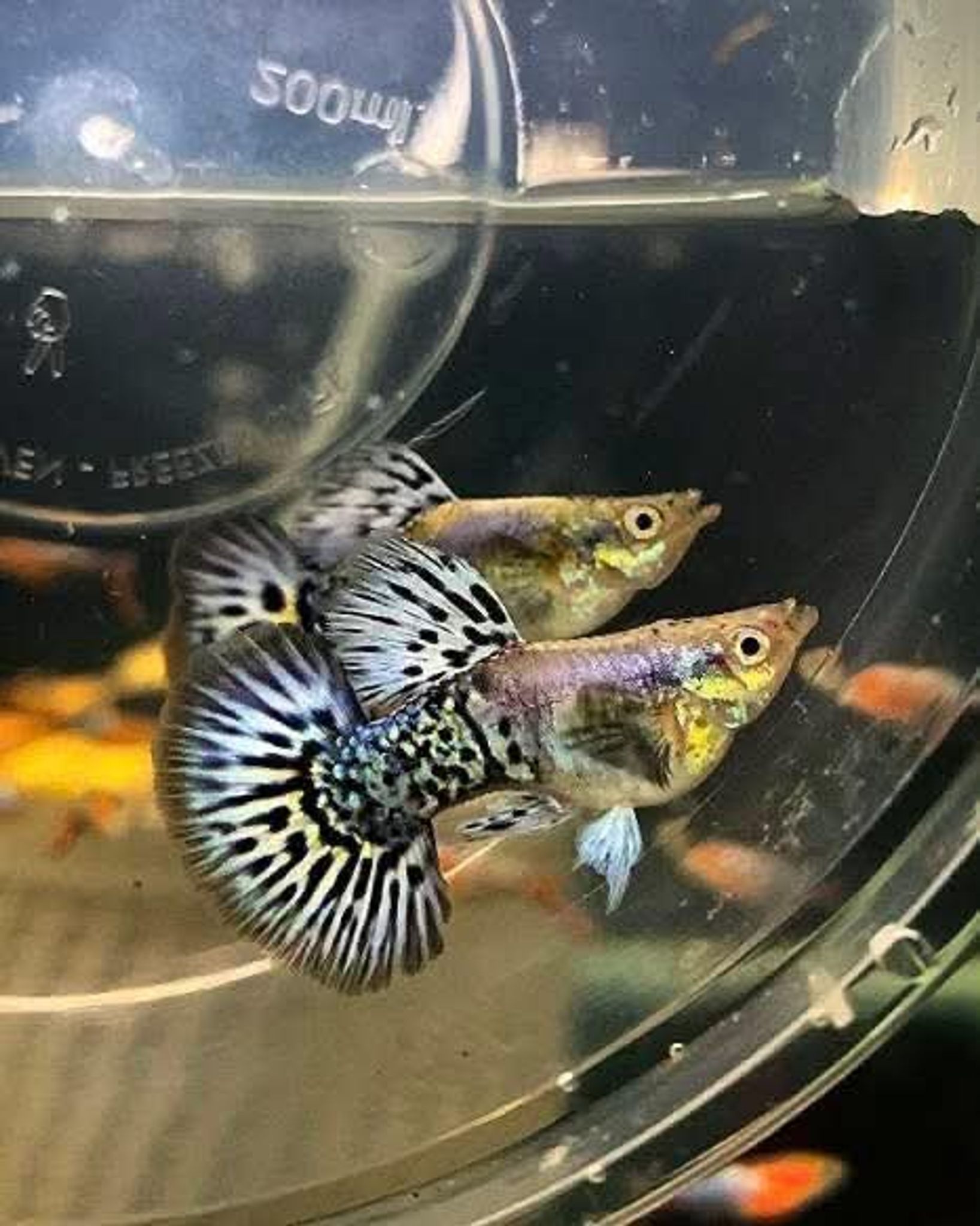 Higher Cared Guppy platinum blue mosaic