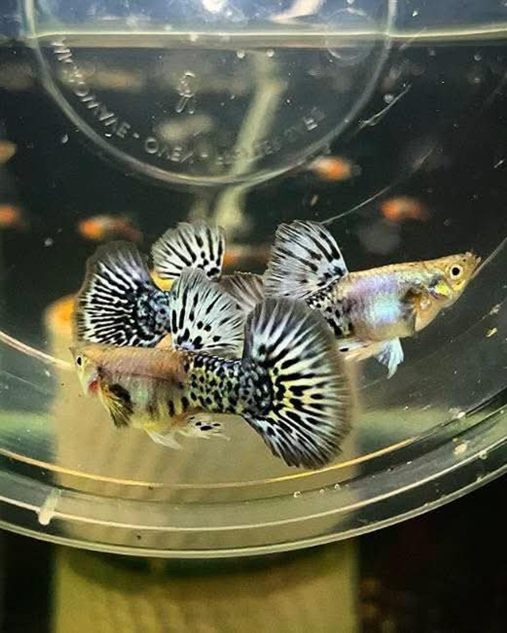 Higher Cared Guppy platinum blue mosaic