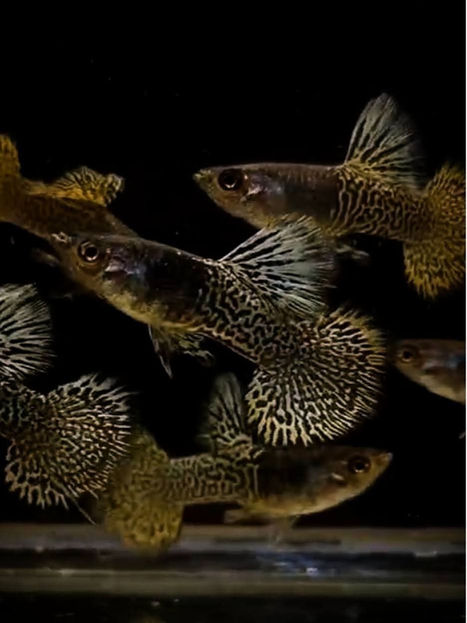 Higher Cared Guppy yellow lace bds halfmoon
