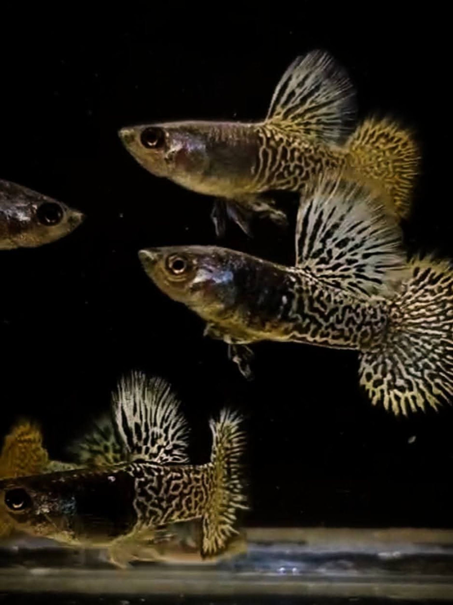 Higher Cared Guppy yellow lace bds halfmoon