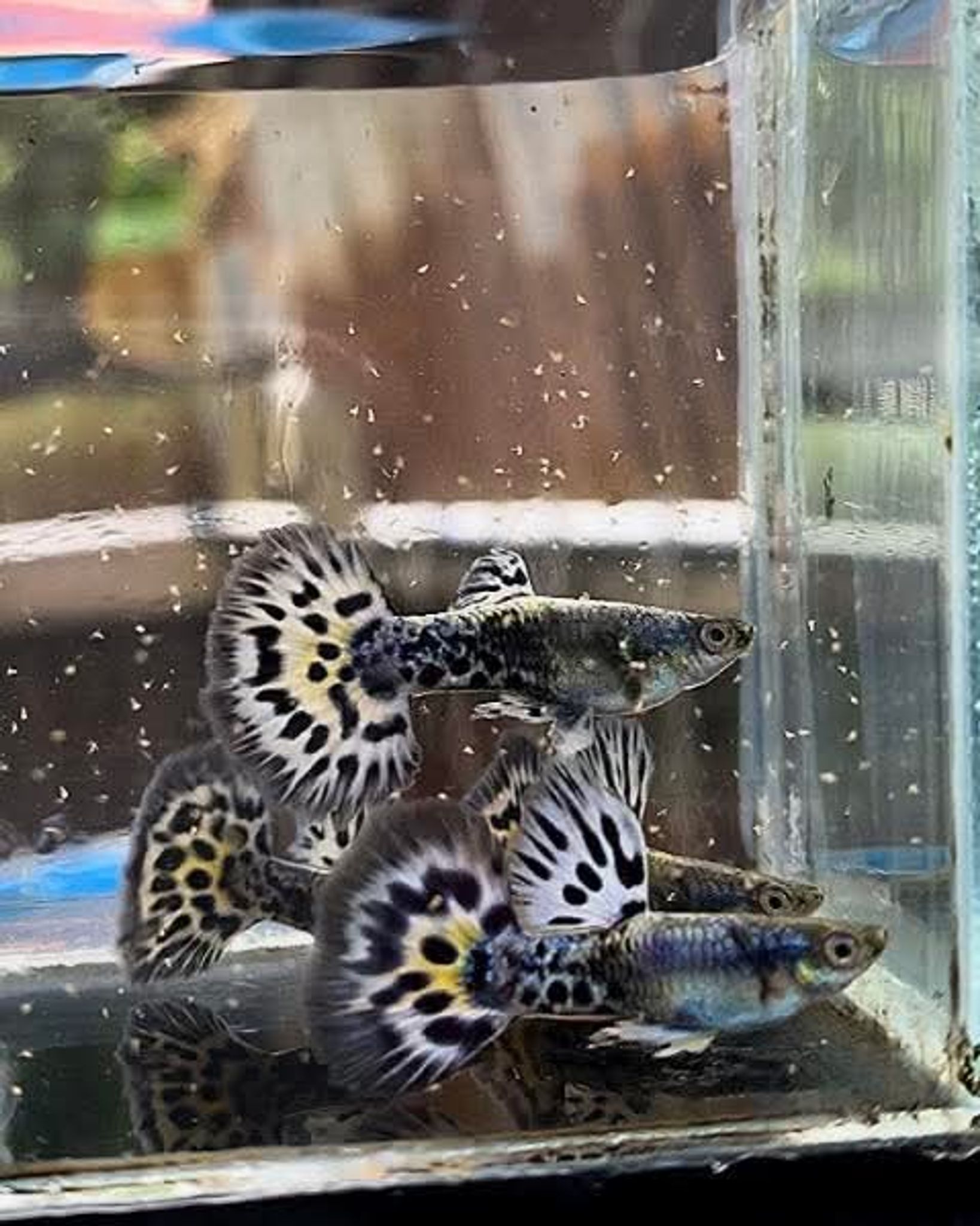 Higher Cared guppy plat blue mosaic
